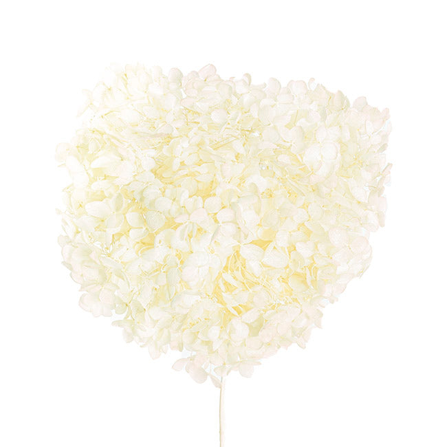 Natural Preserved Dried Large Petal Hydrangea Stem - Creamy White