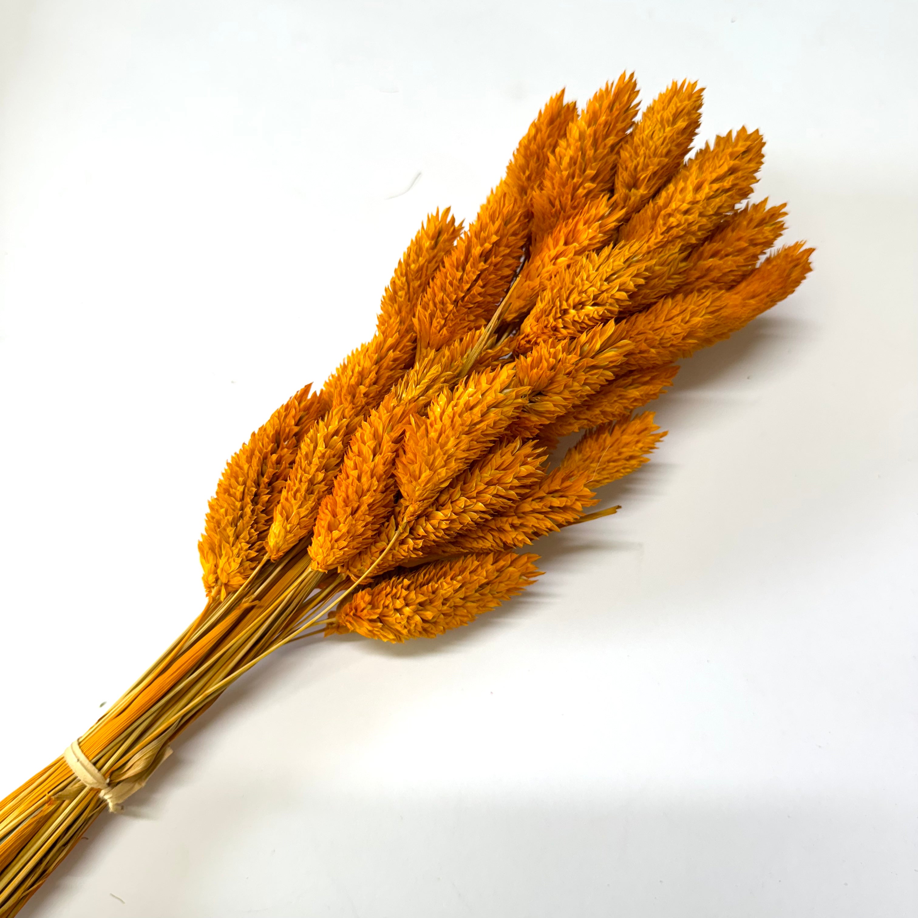 Natural Dried Phalaris Grass Flower Stem Bunch - Burnt Orange