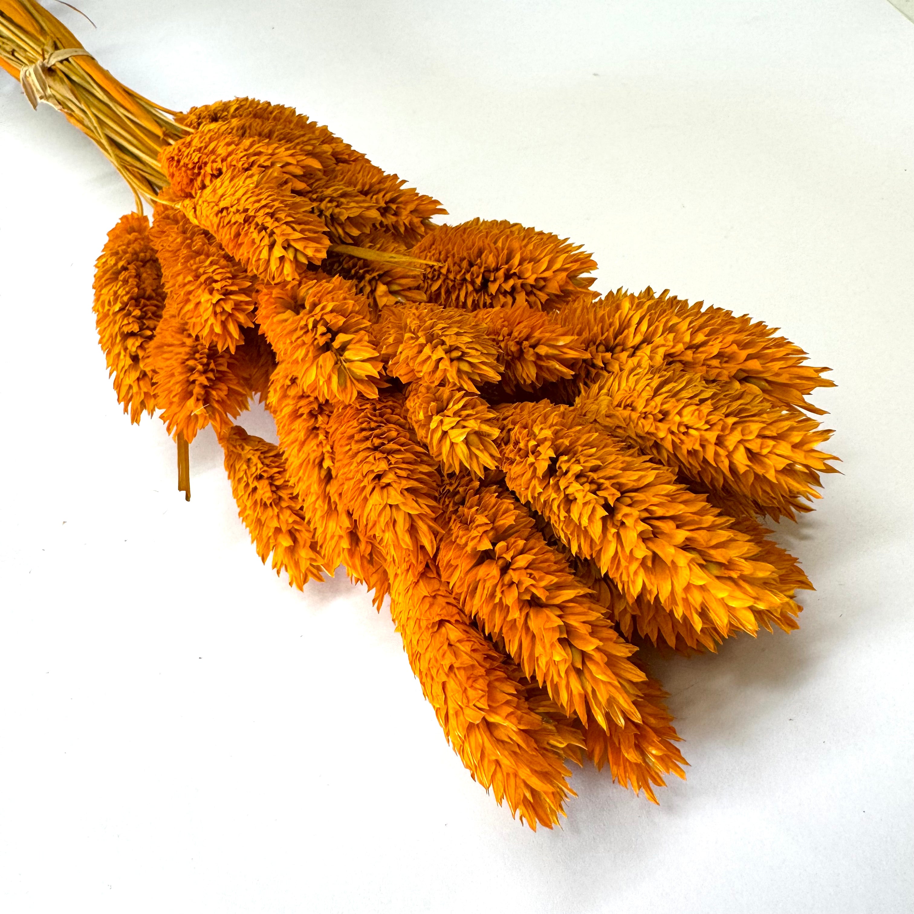 Natural Dried Phalaris Grass Flower Stem Bunch - Burnt Orange
