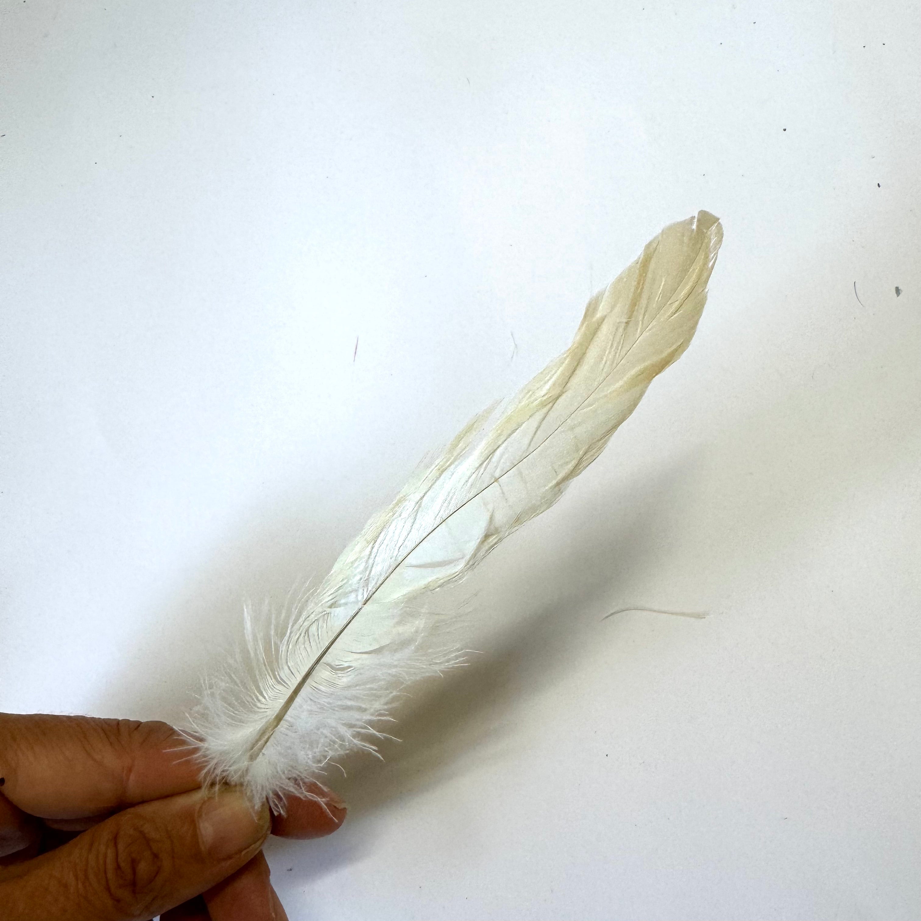 Coque Tail Feathers 6-8" 180mm - 10 grams - Beige