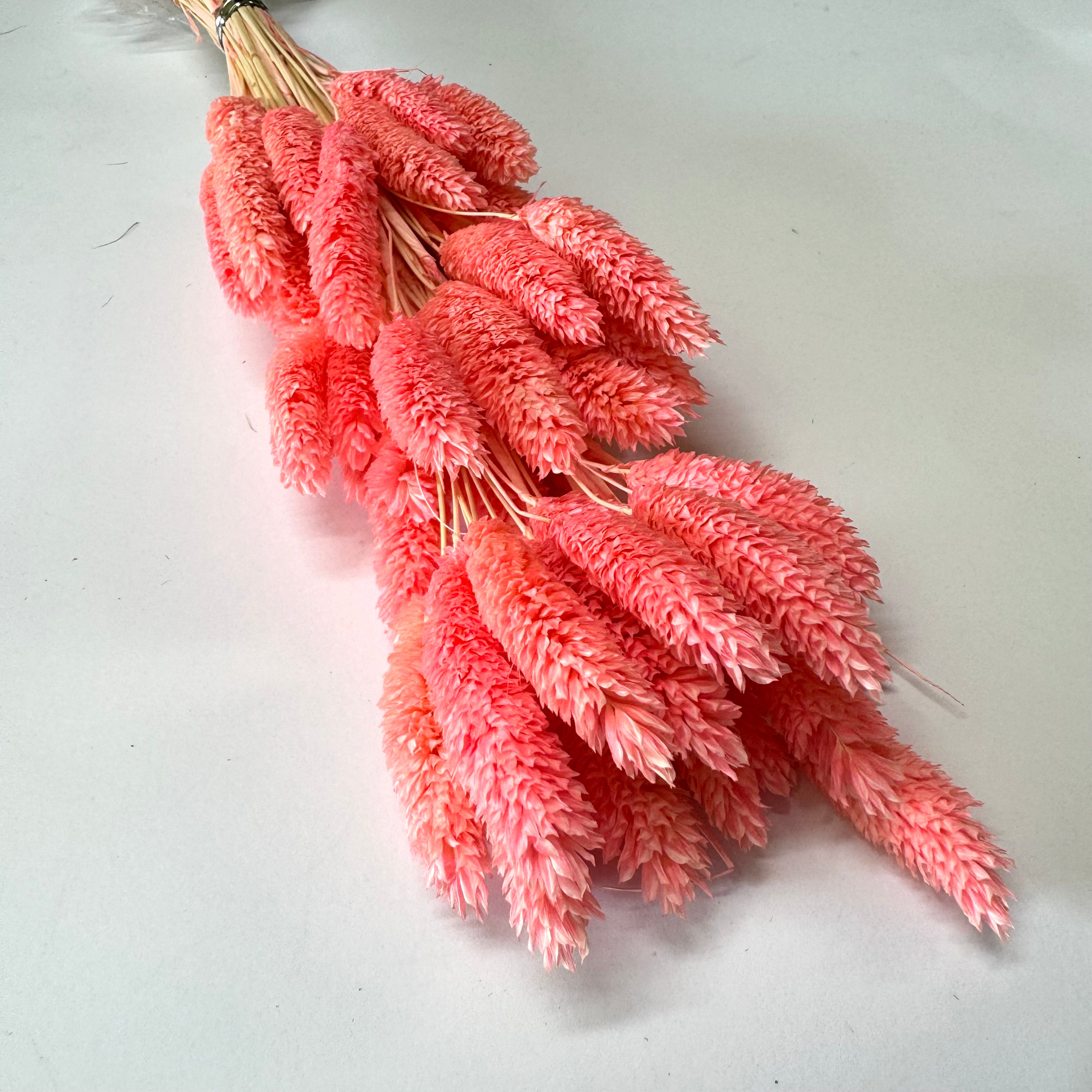 Natural Dried Phalaris Grass Flower Stem Bunch - Vibrant Pink