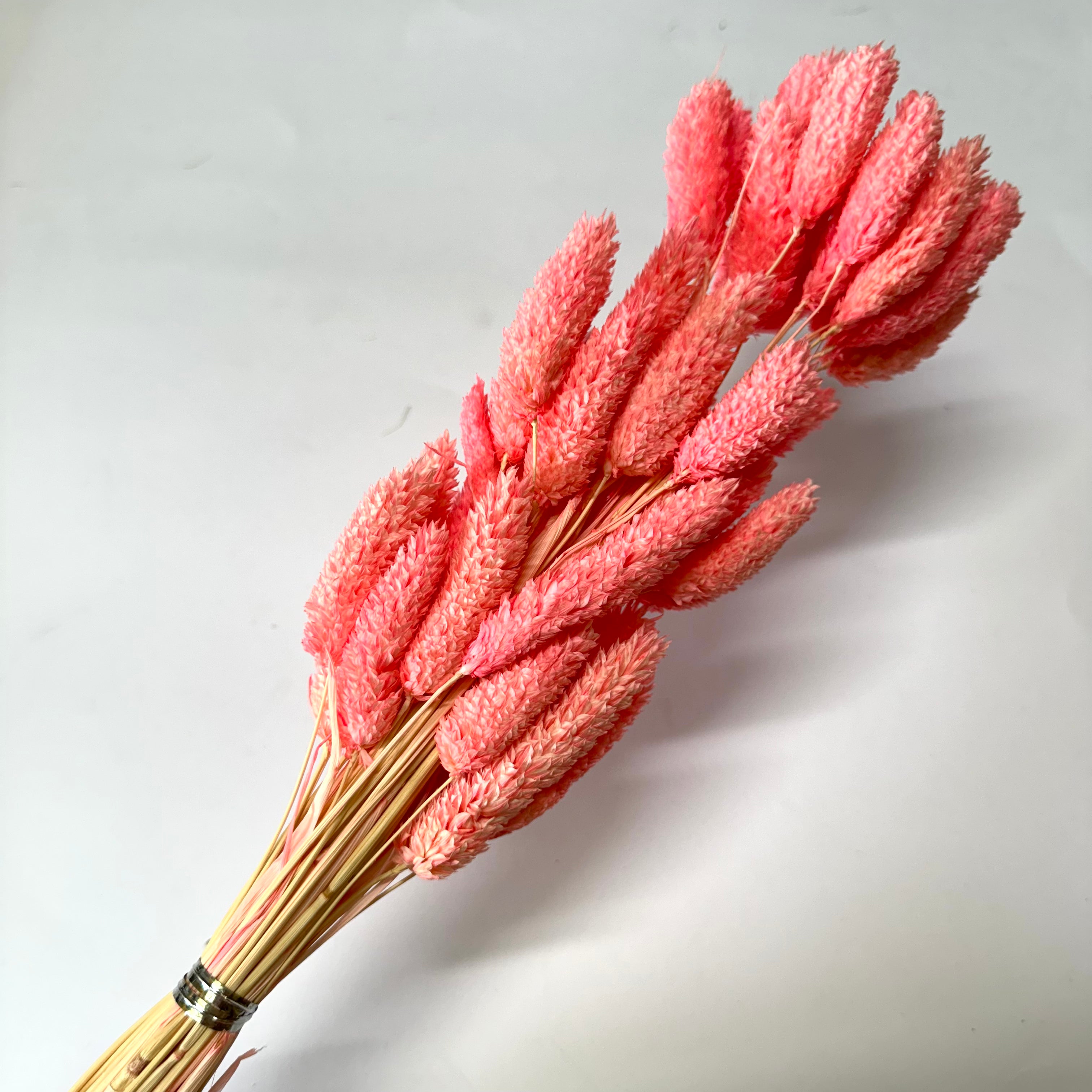 Natural Dried Phalaris Grass Flower Stem Bunch - Vibrant Pink