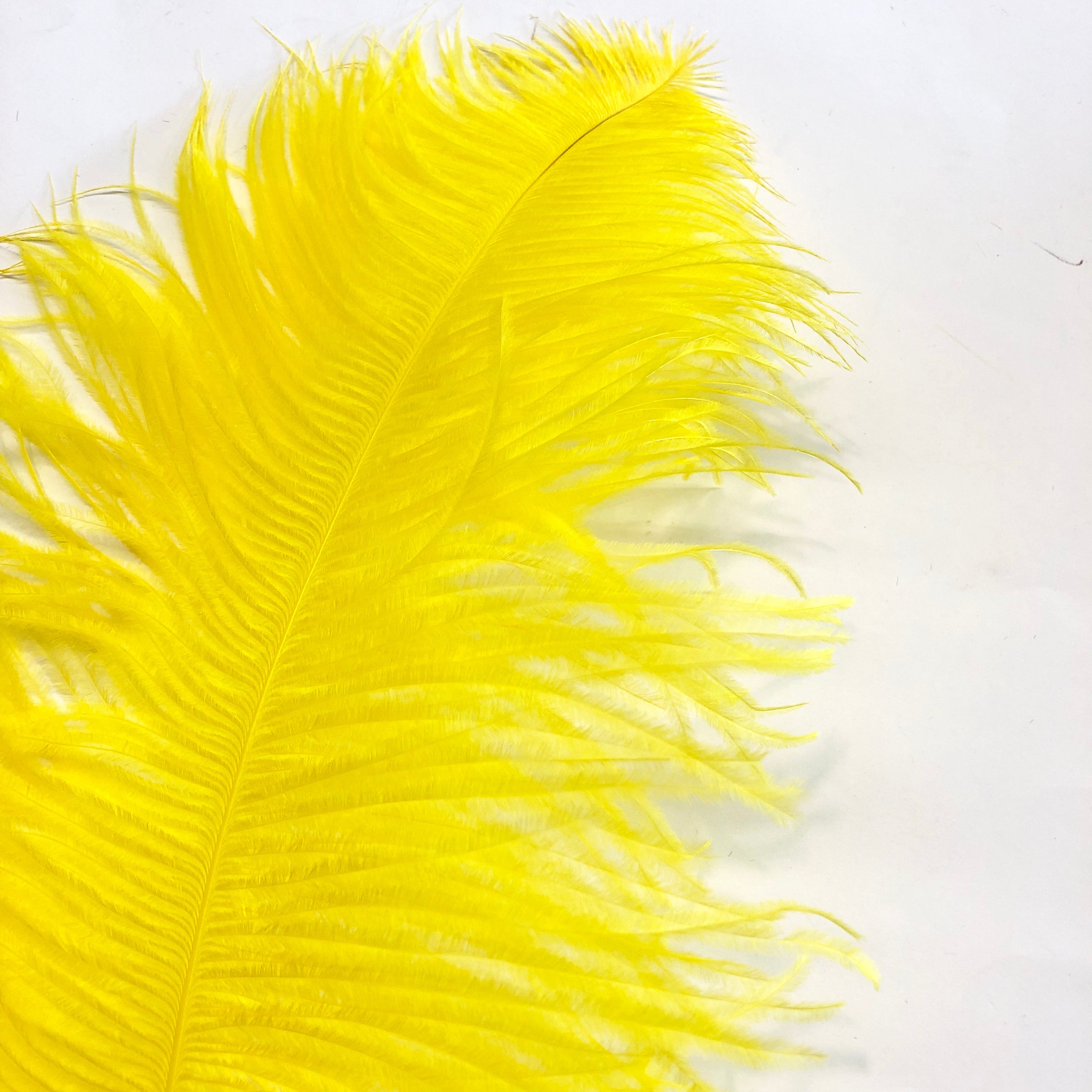 Ostrich Wing Feather Plumes 60-65cm (24-26") - Yellow ((SECONDS))