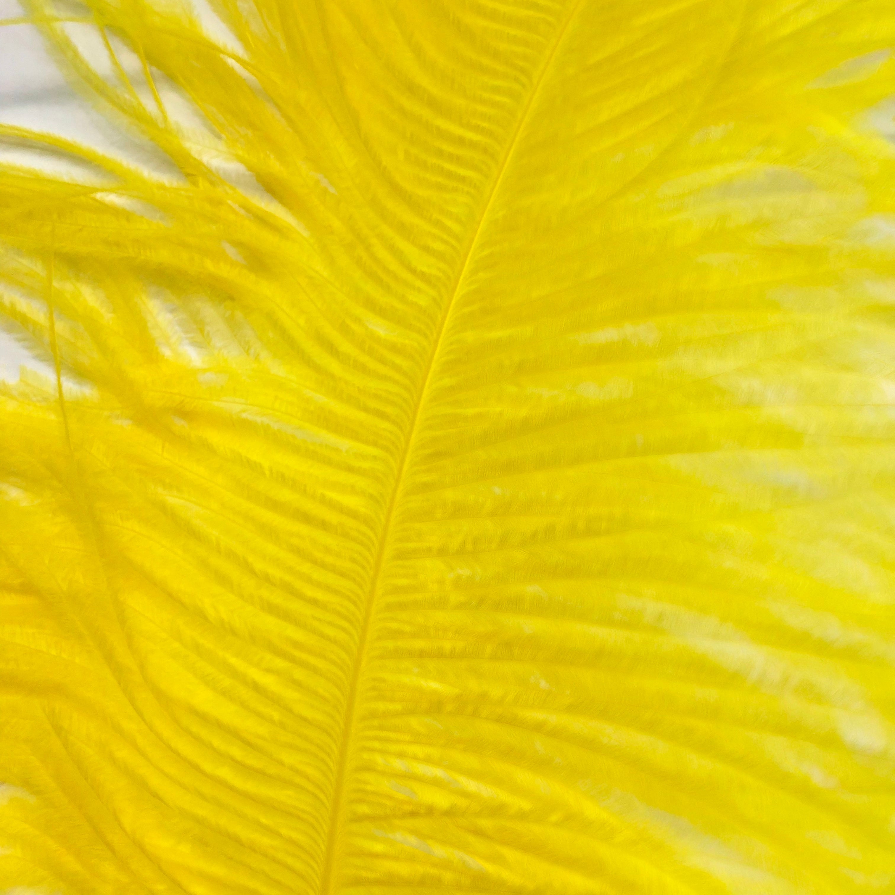 Ostrich Wing Feather Plumes 60-65cm (24-26") - Yellow ((SECONDS))
