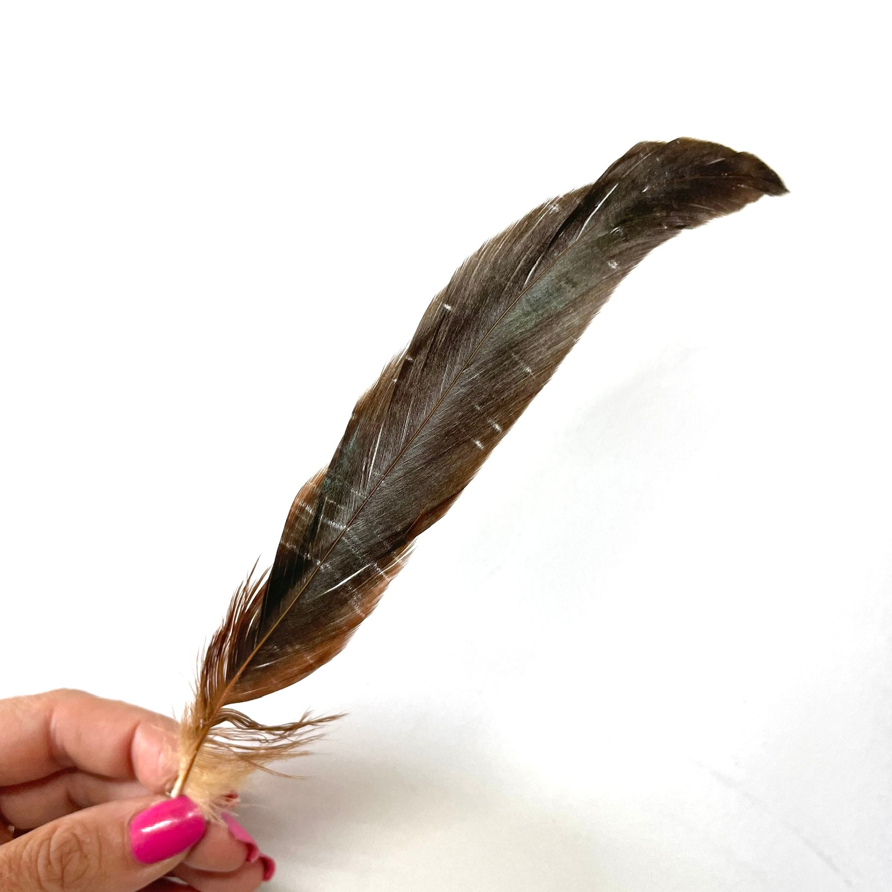 Coque Tail Feathers 6-8" 180mm - 10 grams - Natural Bronze