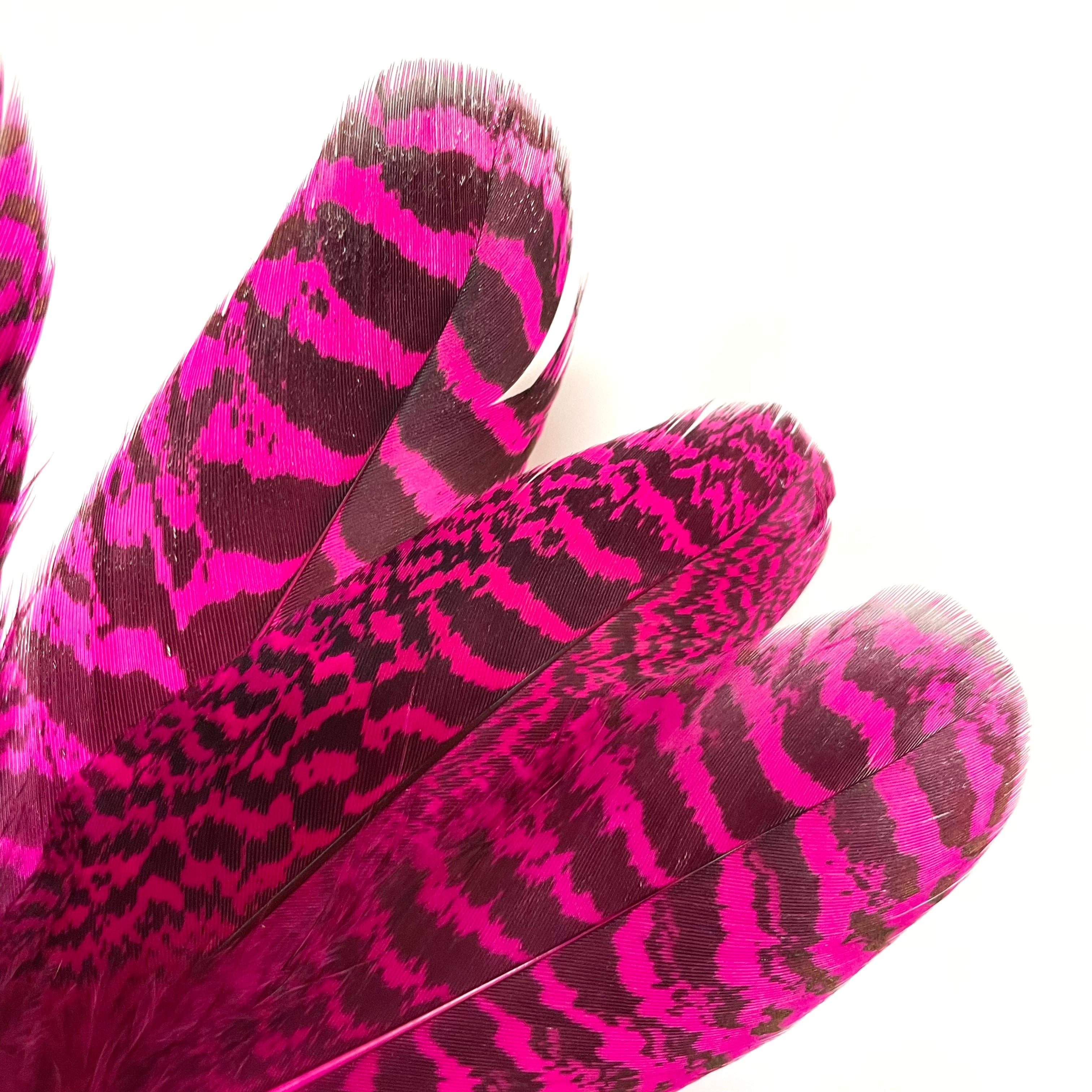 Peacock Mottled Wing Feather x 5pcs - Cerise