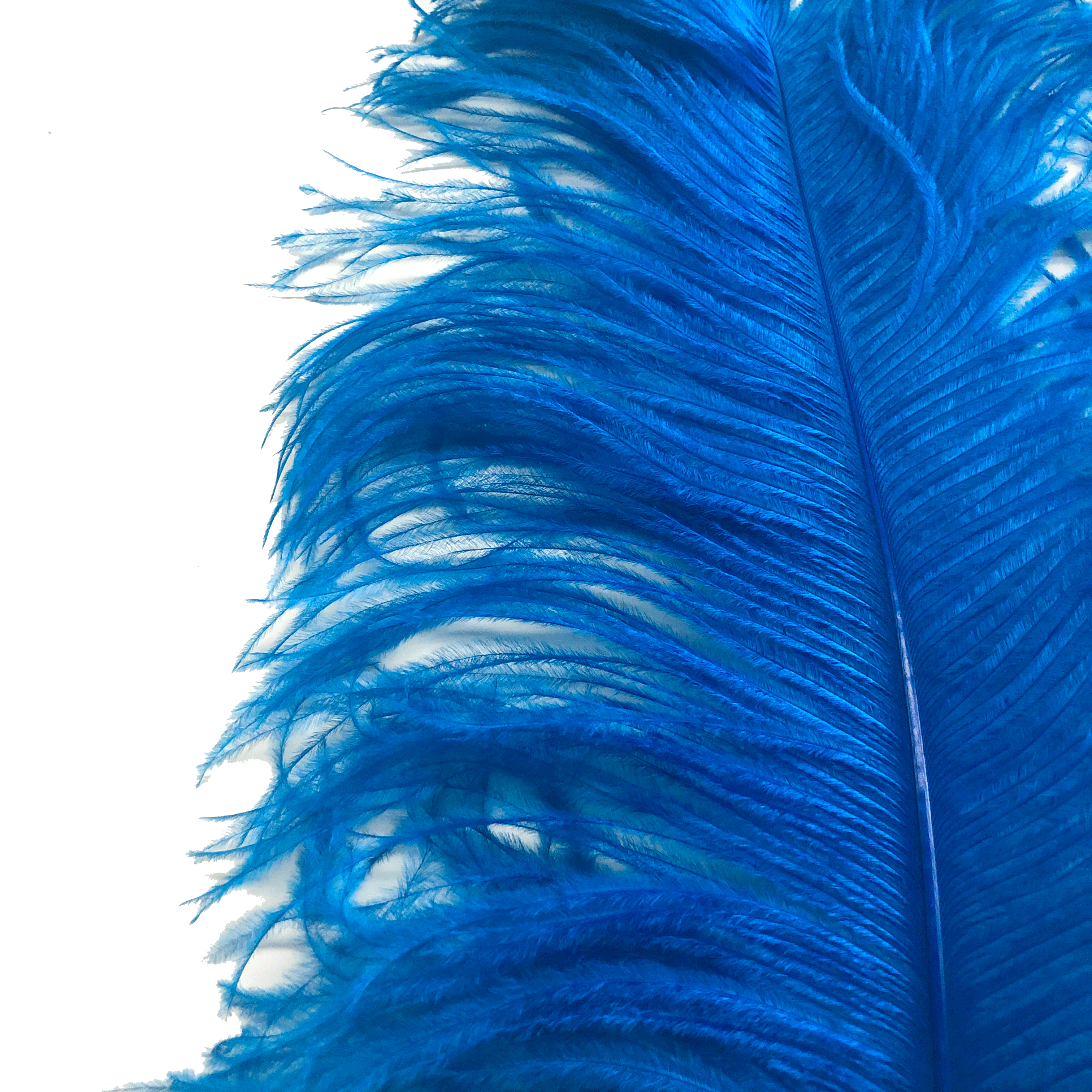 Ostrich Wing Feather Plumes 50-55cm (20-22") - Turquoise