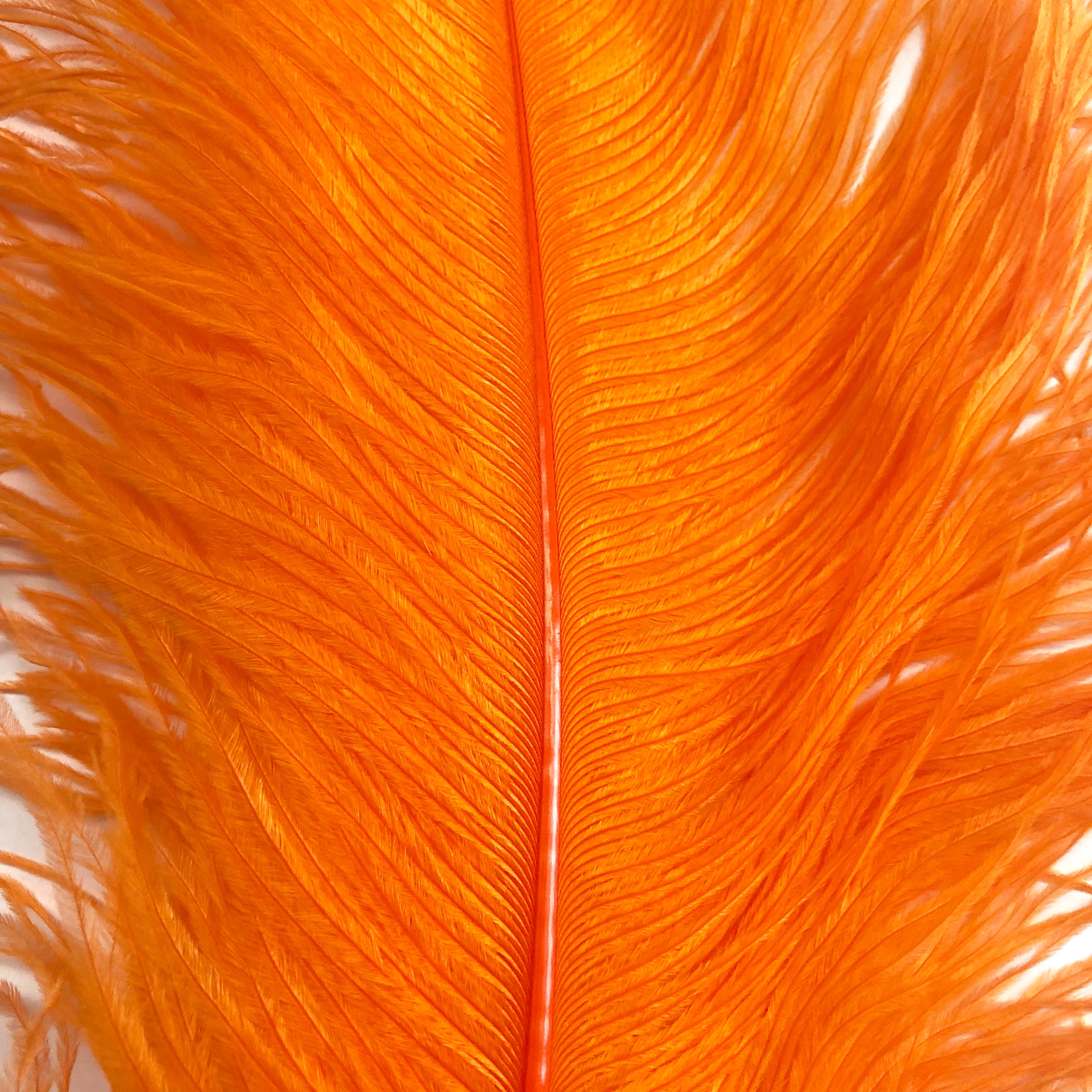 Ostrich Wing Feather Plumes 50-55cm (20-22") - Orange