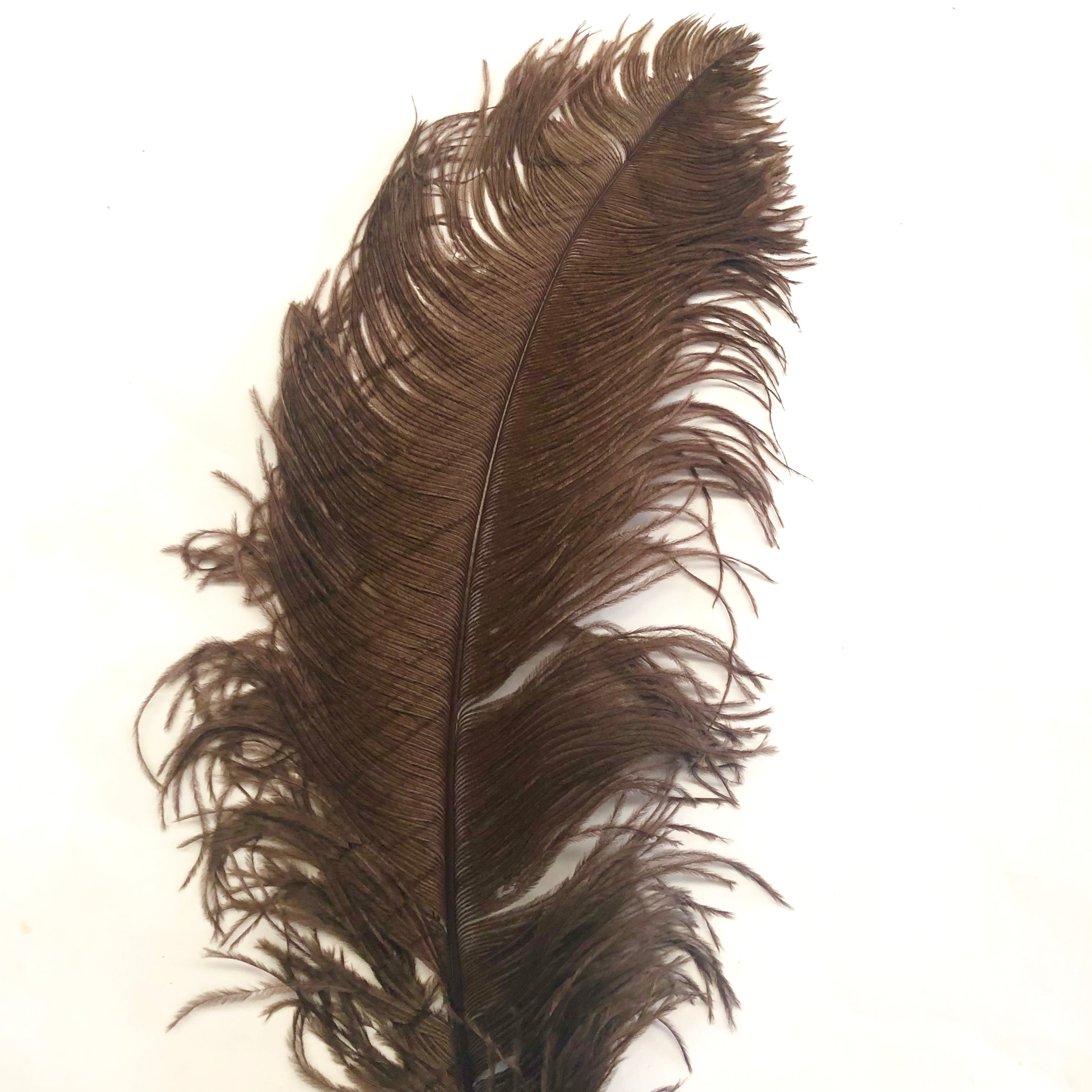 Ostrich Wing Feather Plumes 50-55cm (20-22") - Chocolate Brown ((SECONDS))