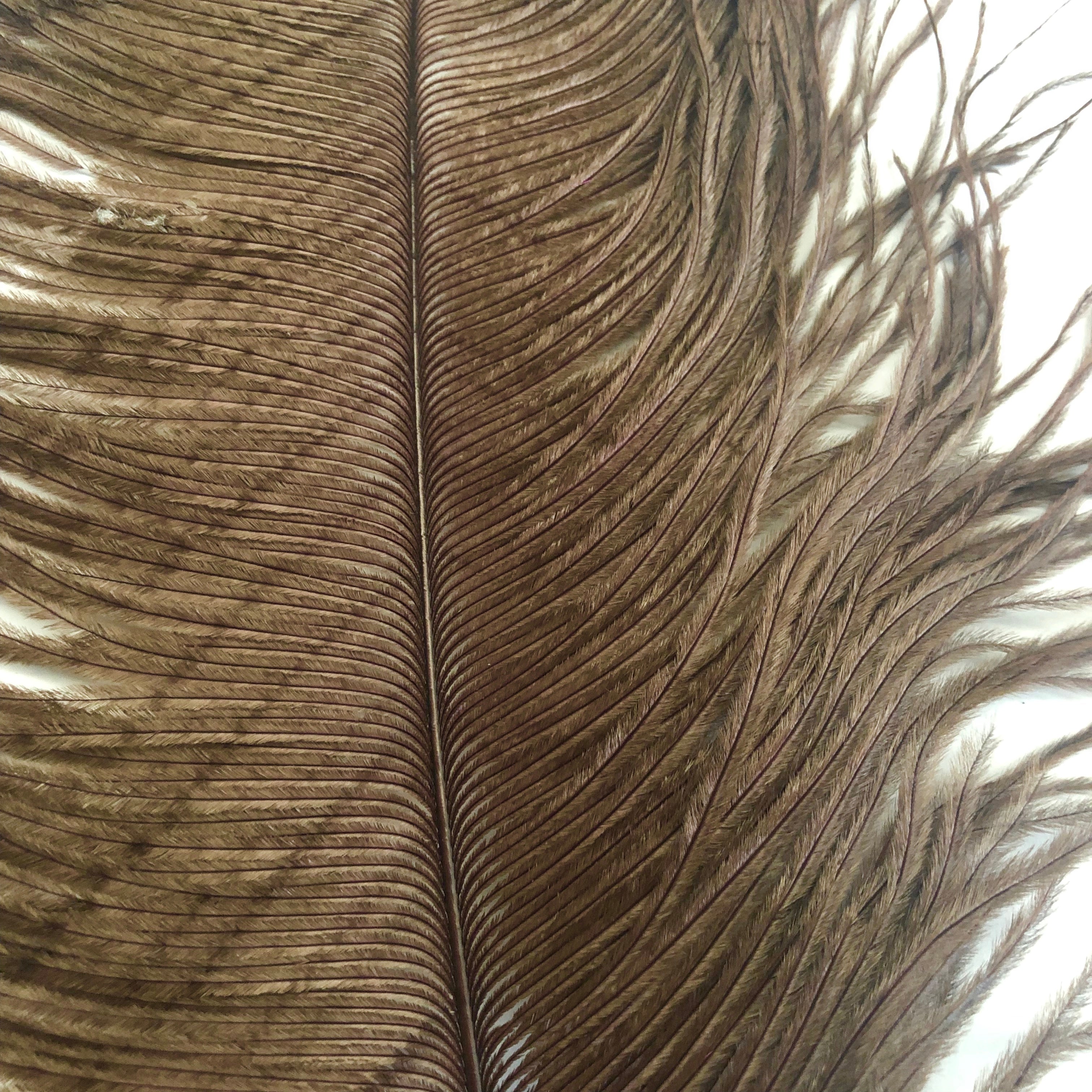 Ostrich Wing Feather Plumes 50-55cm (20-22") - Chocolate Brown ((SECONDS))