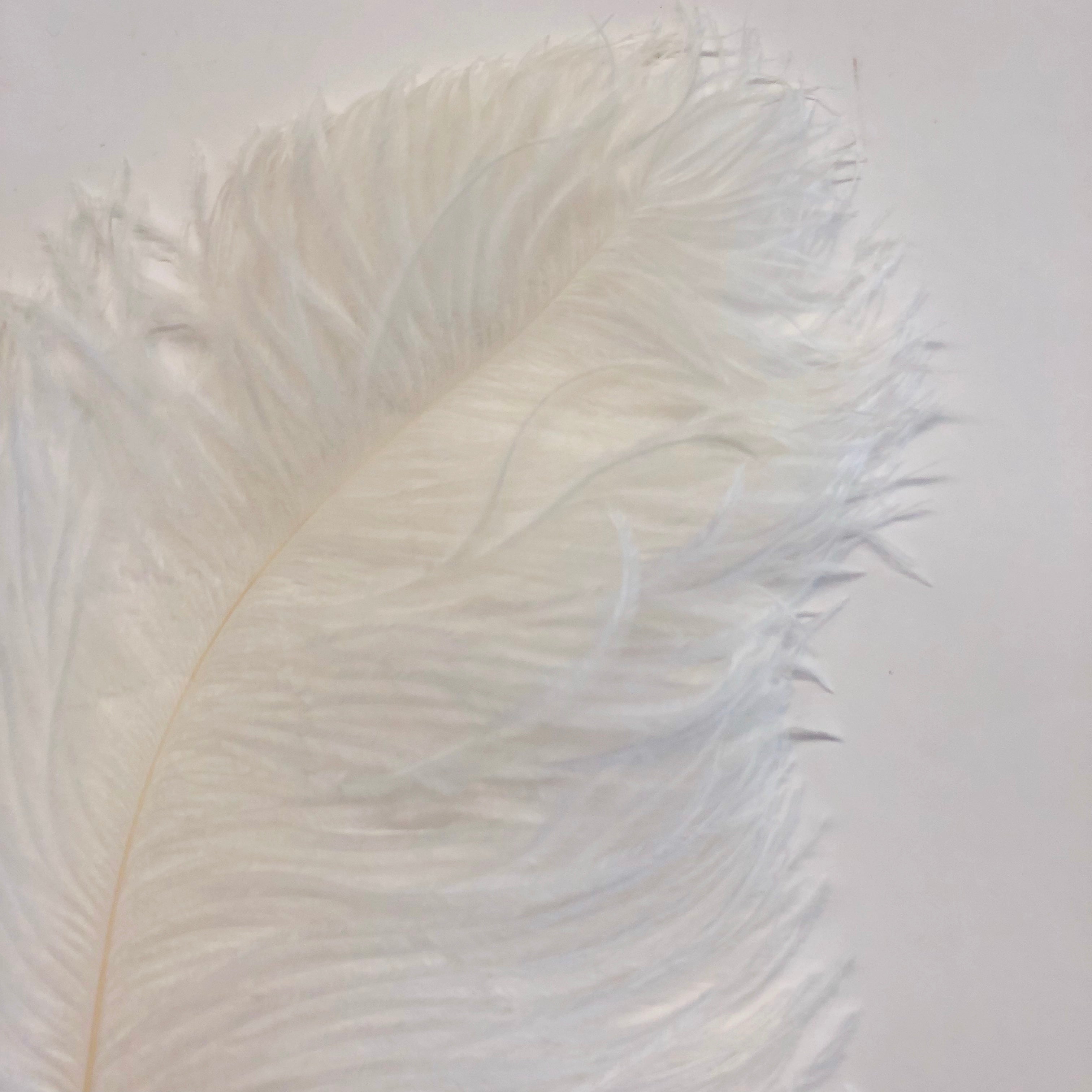 Ostrich Wing Feather Plumes 60-65cm (24-26") - Ivory