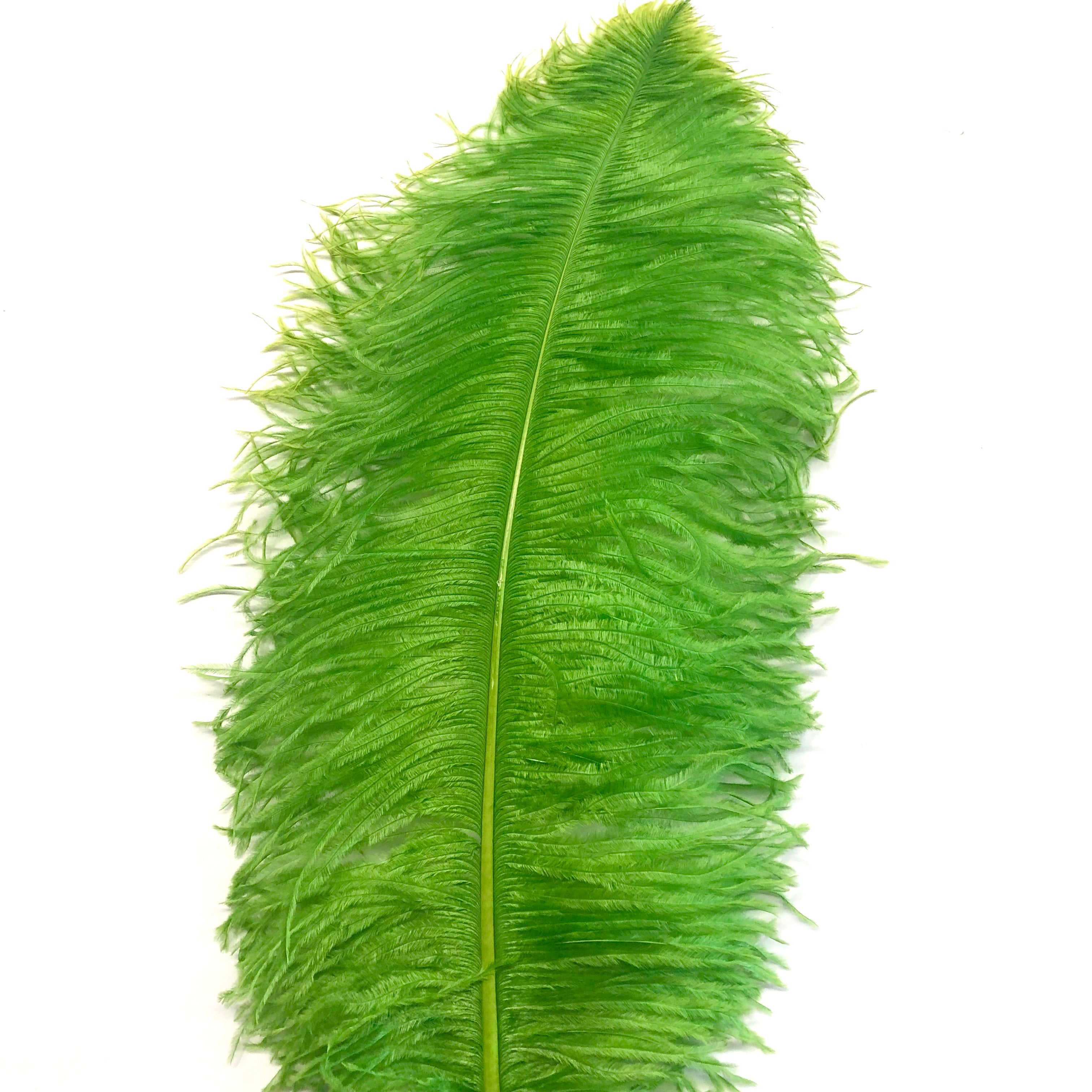 Ostrich Wing Feather Plumes 50-55cm (20-22") - Lime Green