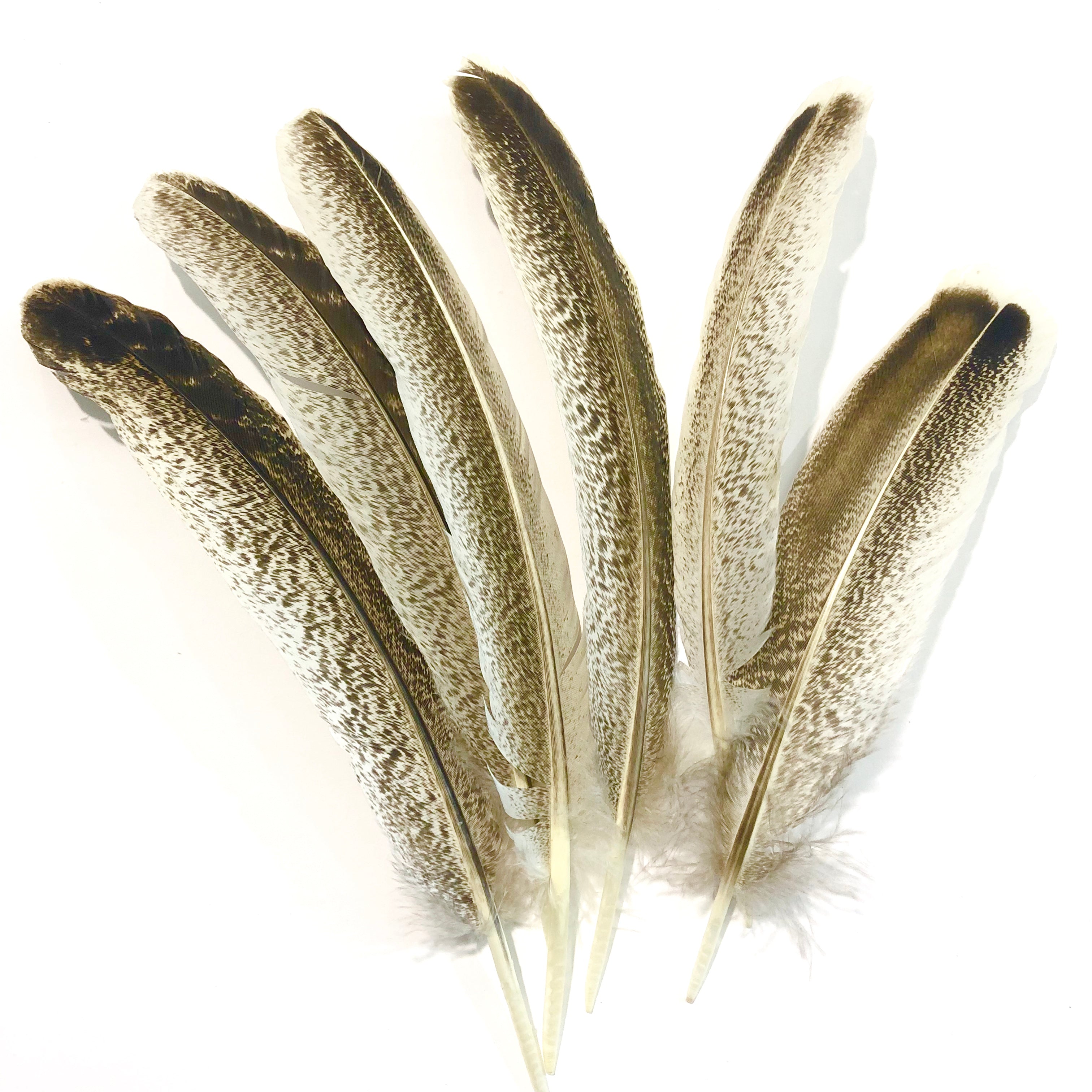 Natural Cinnamon Turkey Mottled Wing Feather