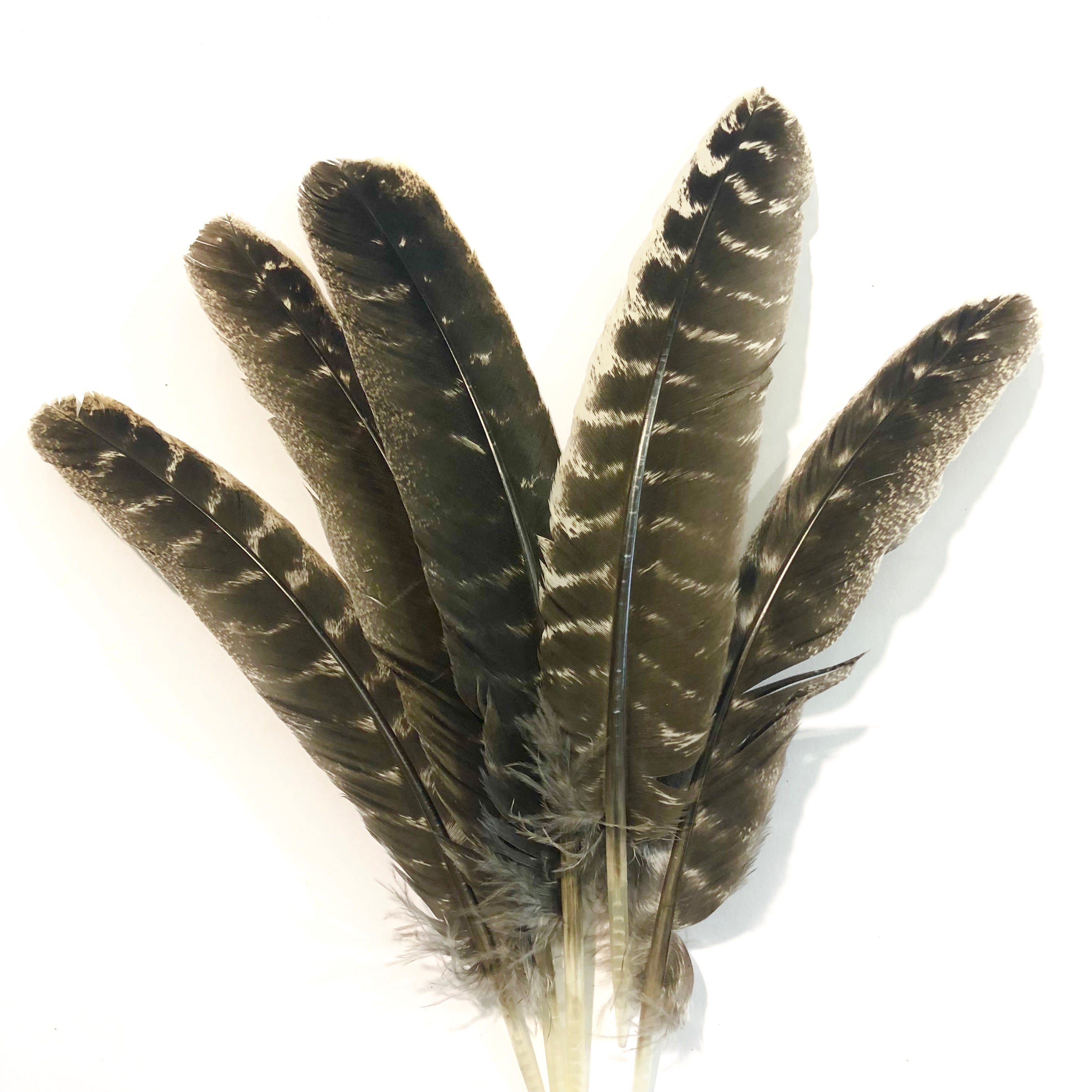 Barred Natural Turkey Wing Quill Feather Left