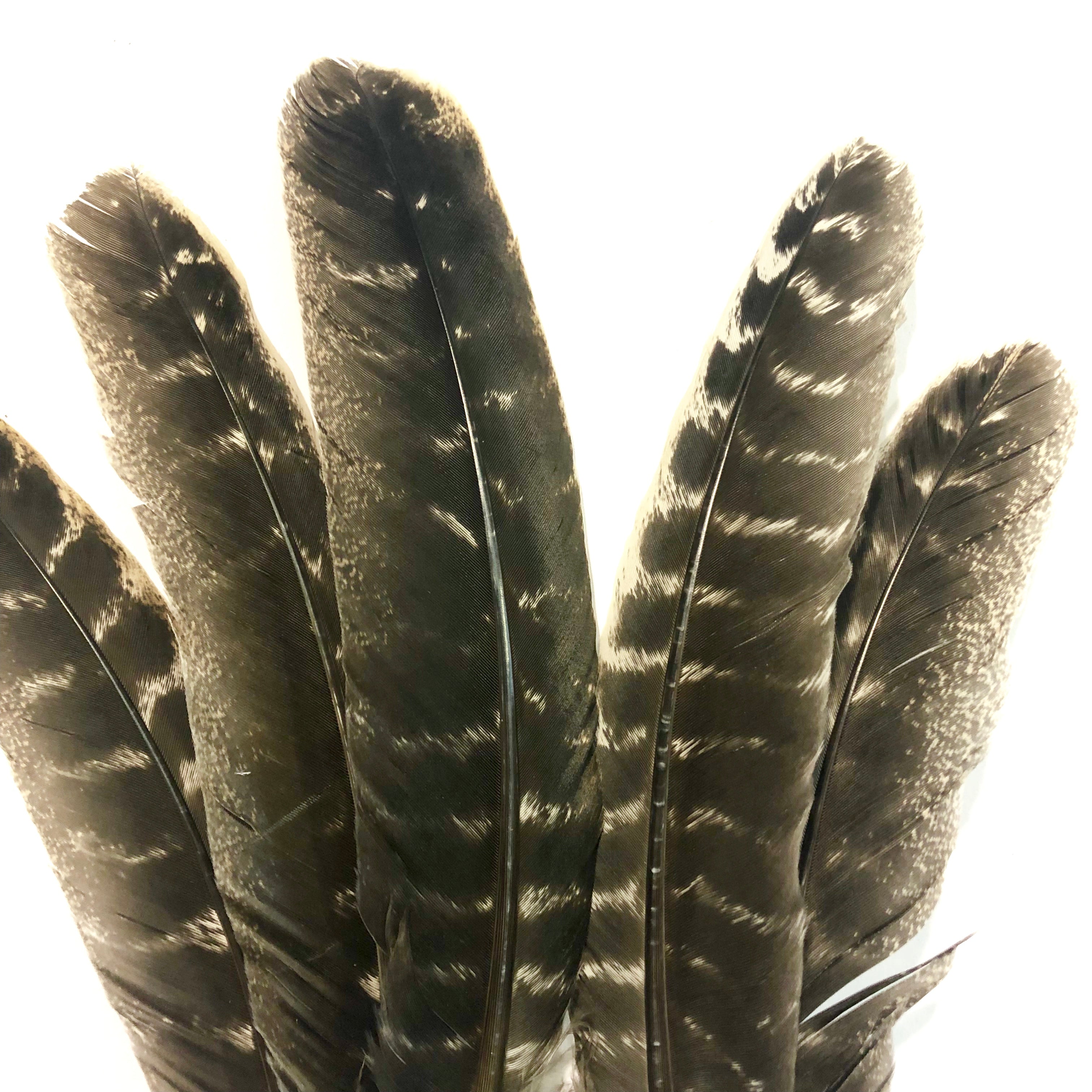 Barred Natural Turkey Wing Quill Feather Left