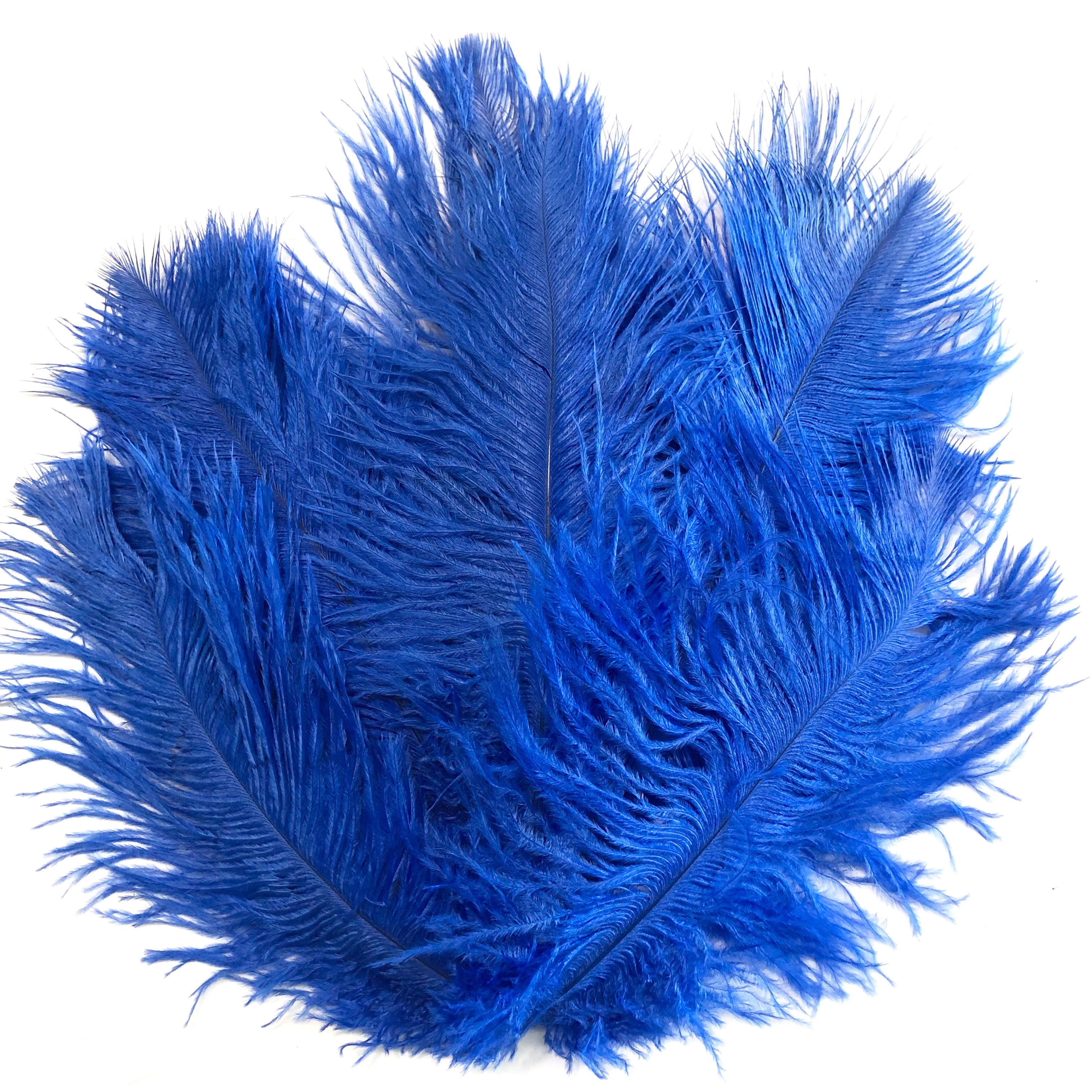Ostrich Feather Drab 6-15cm x 20 - Royal Blue