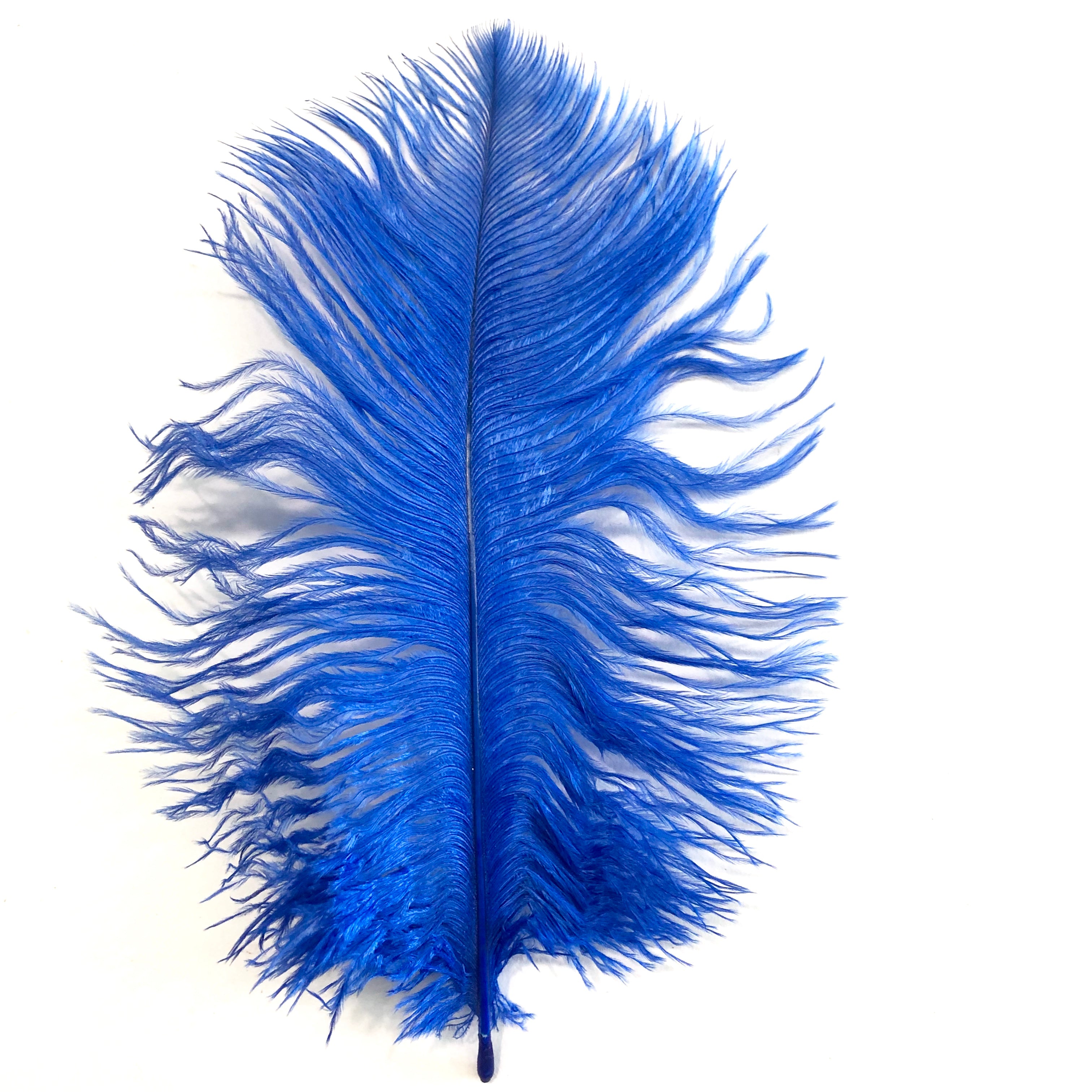 Ostrich Feather Drab 6-15cm x 20 - Royal Blue