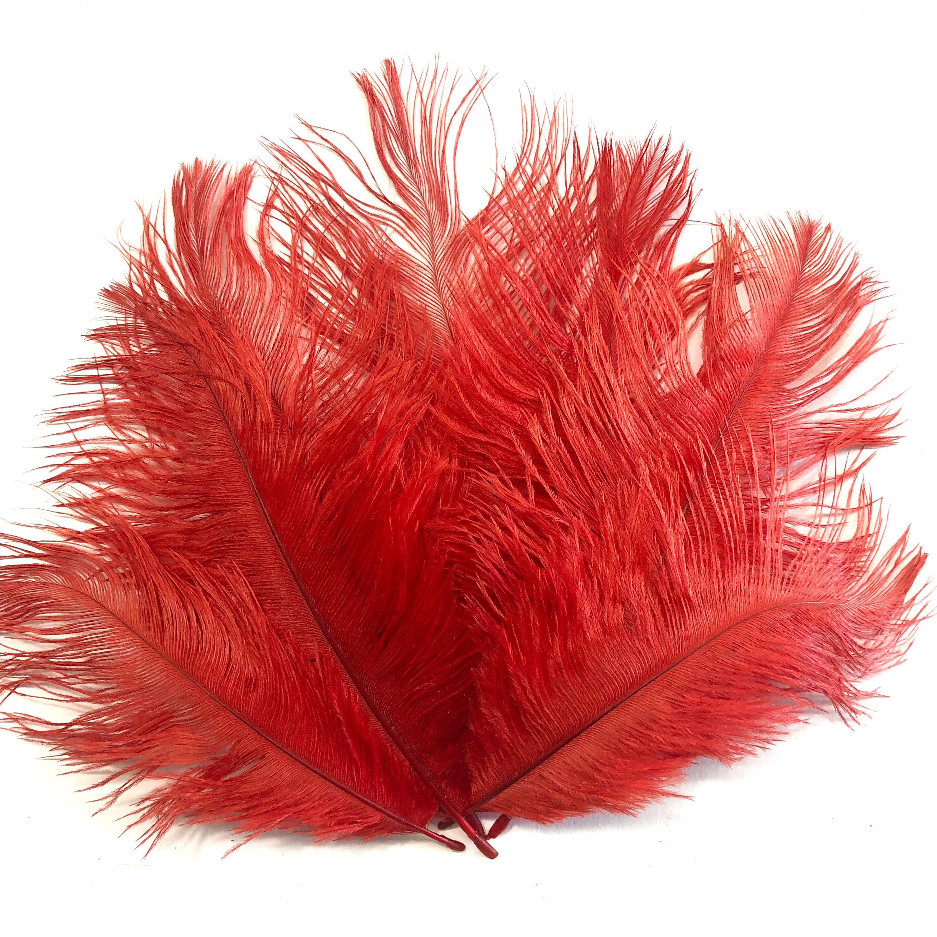 Ostrich Feather Drab 6-15cm x 20 - Red