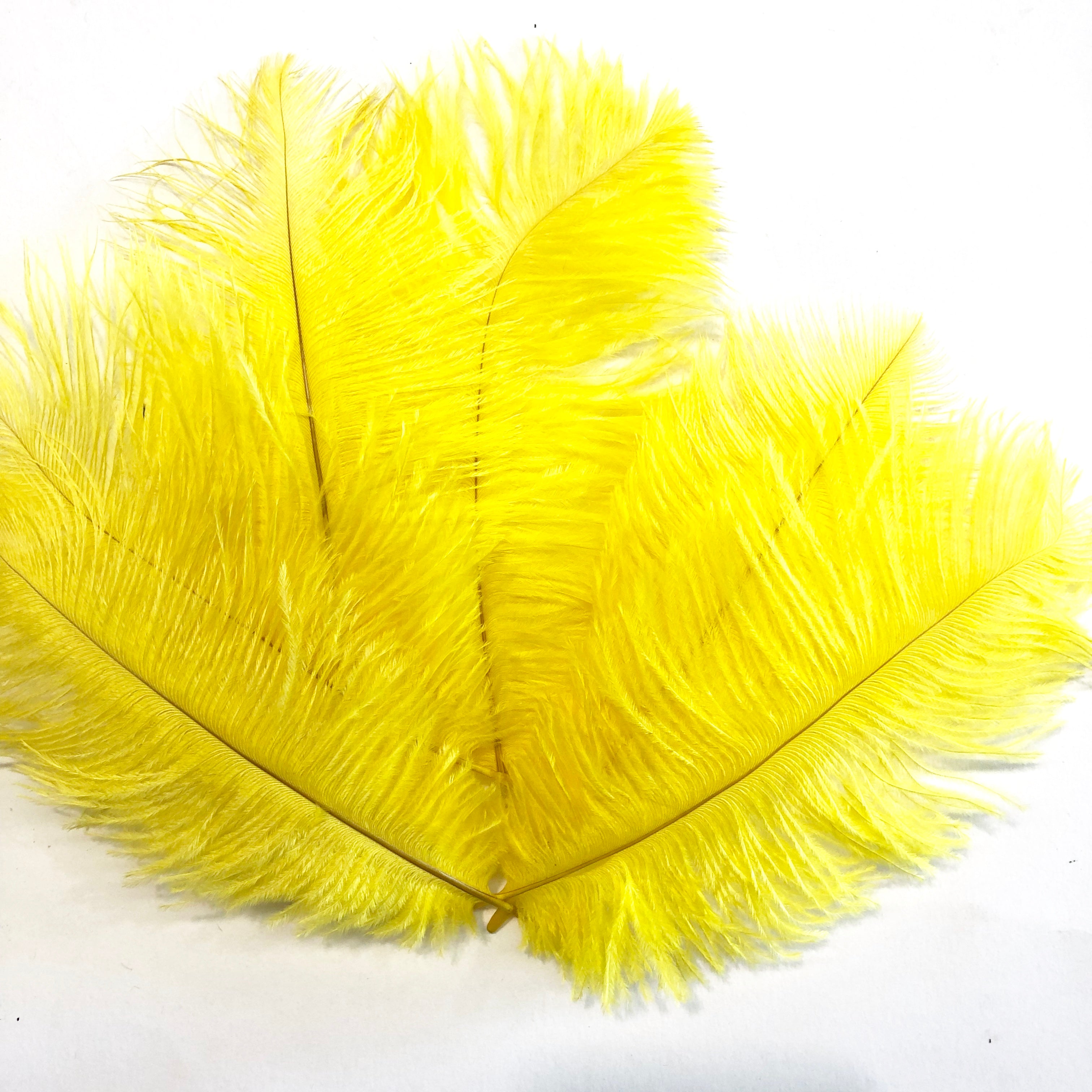 Ostrich Feather Drab 6-15cm x 20 - Yellow