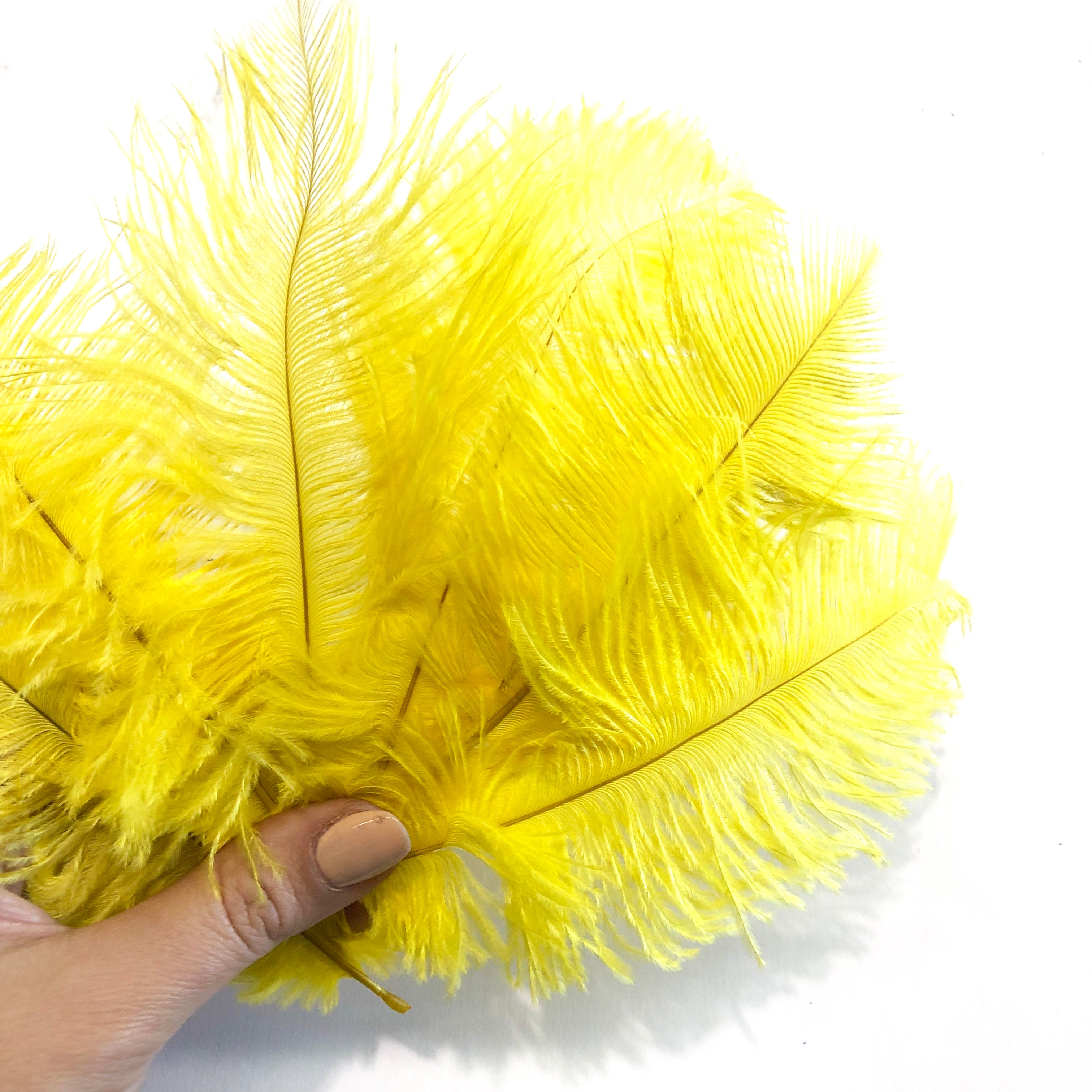Ostrich Feather Drab 6-15cm x 20 - Yellow