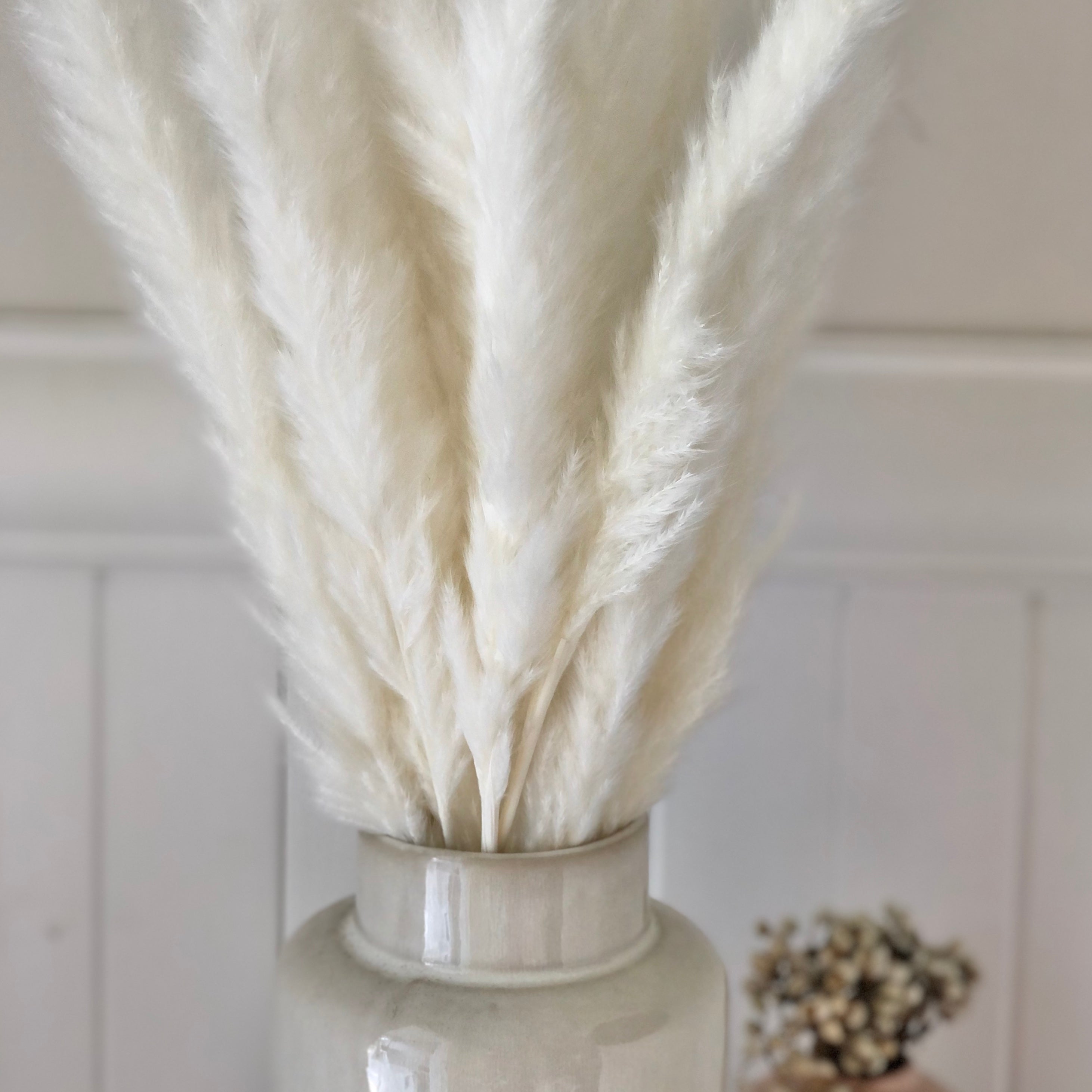 Dried Reed Blady Flower Grass 50-60cm Stem - Natural White