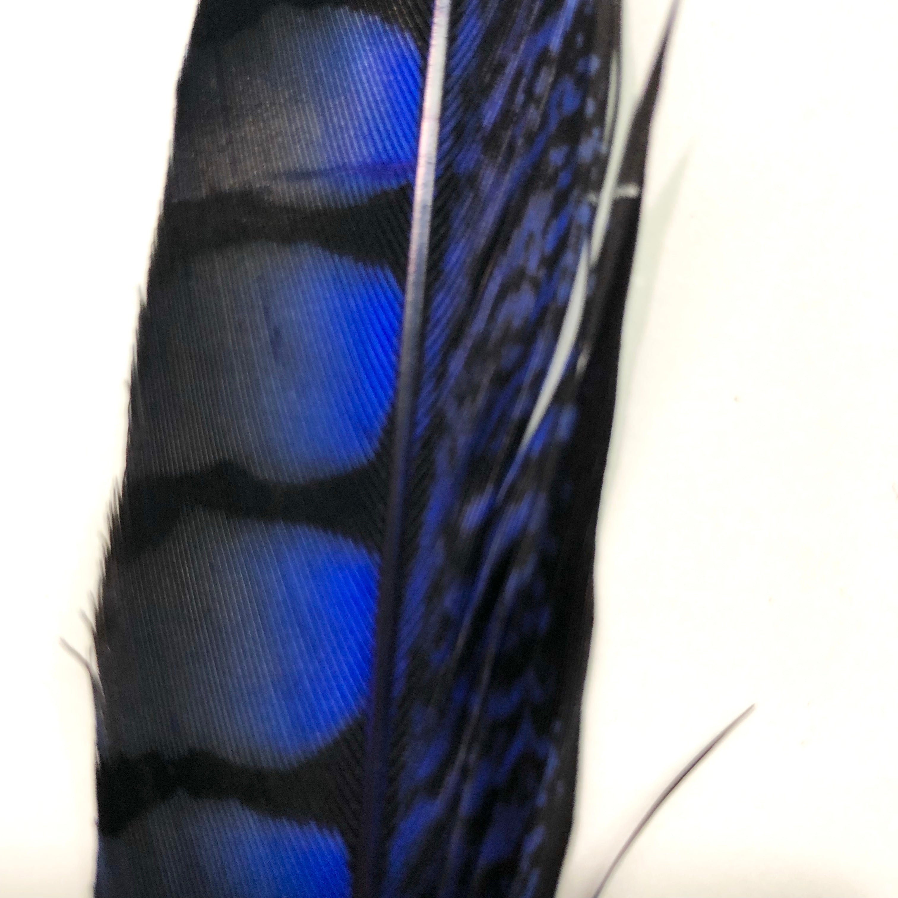 10" to 20" Lady Amherst Pheasant Side Tail Feather - Royal
