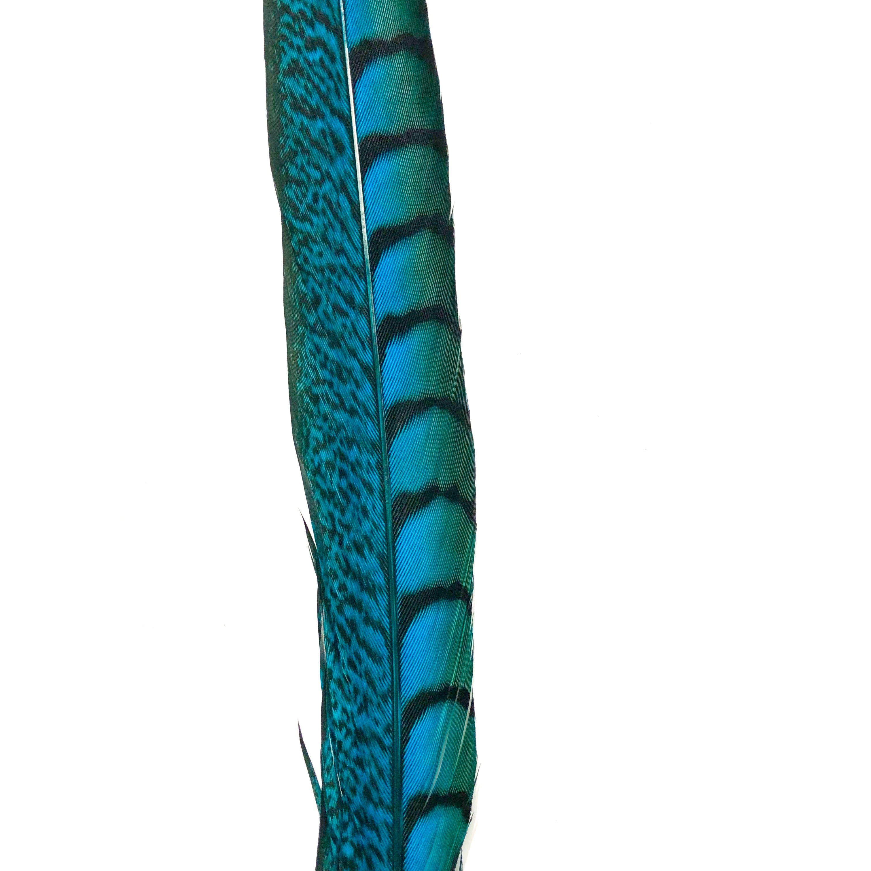 10" to 20" Lady Amherst Pheasant Side Tail Feather - Turquoise ((SECONDS))