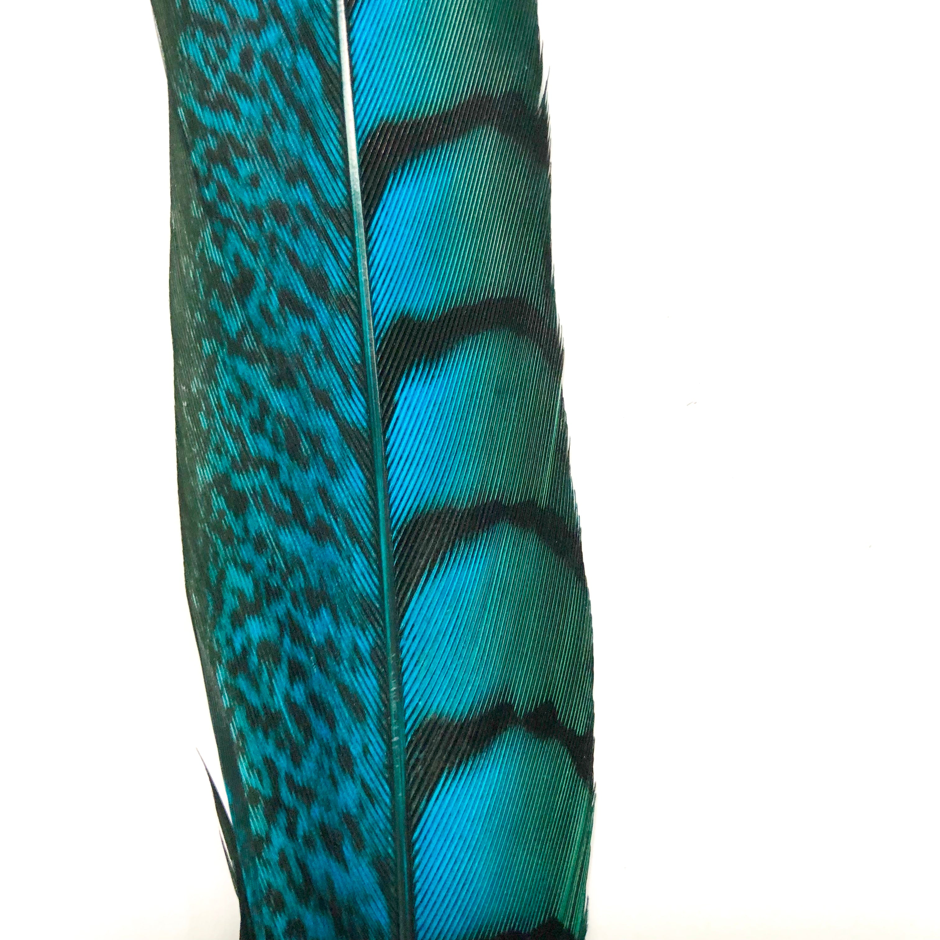 10" to 20" Lady Amherst Pheasant Side Tail Feather - Turquoise ((SECONDS))
