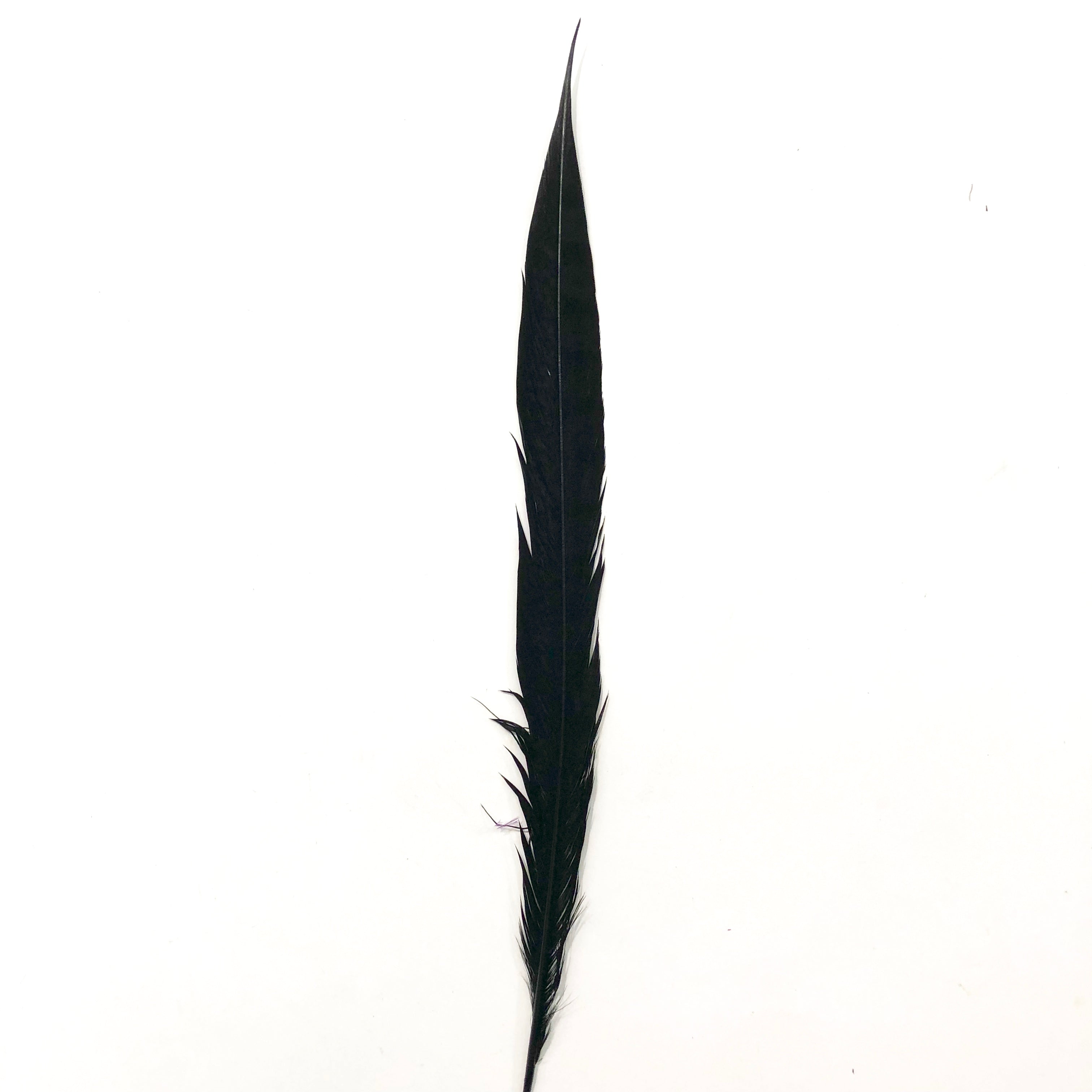 20" to 30" Lady Amherst Pheasant Side Tail Feather - Black ((SECONDS))
