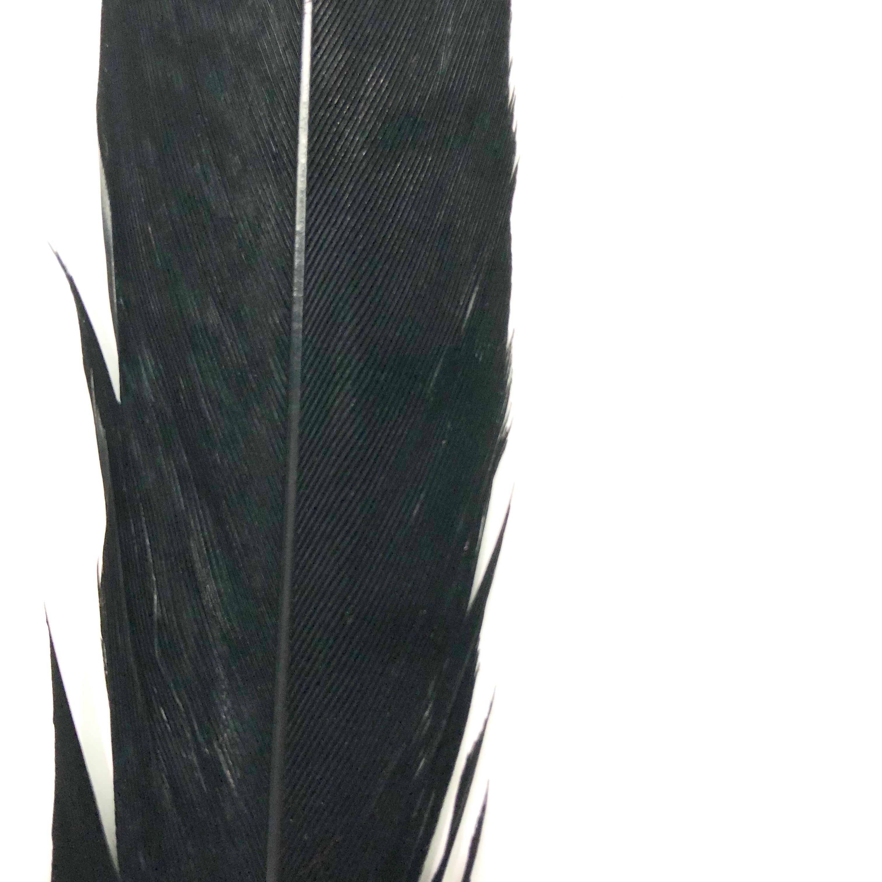 10" to 20" Lady Amherst Pheasant Side Tail Feather - Black ((SECONDS))
