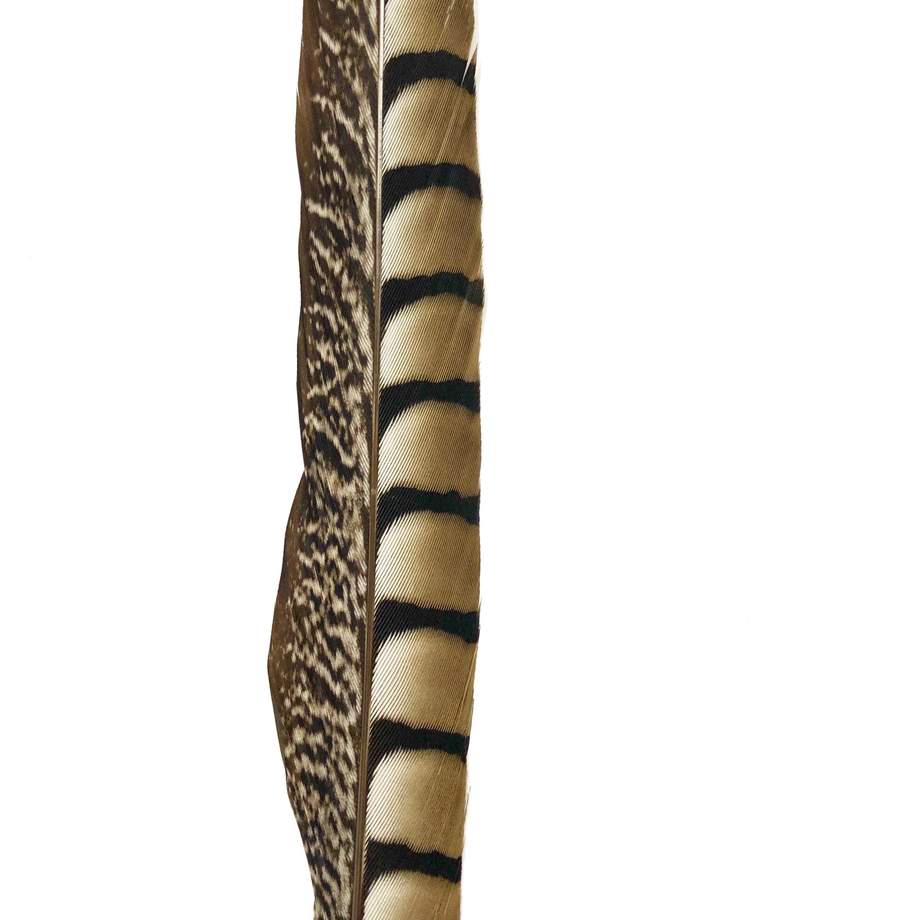 20" to 30" Lady Amherst Pheasant Side Tail Feather - Natural