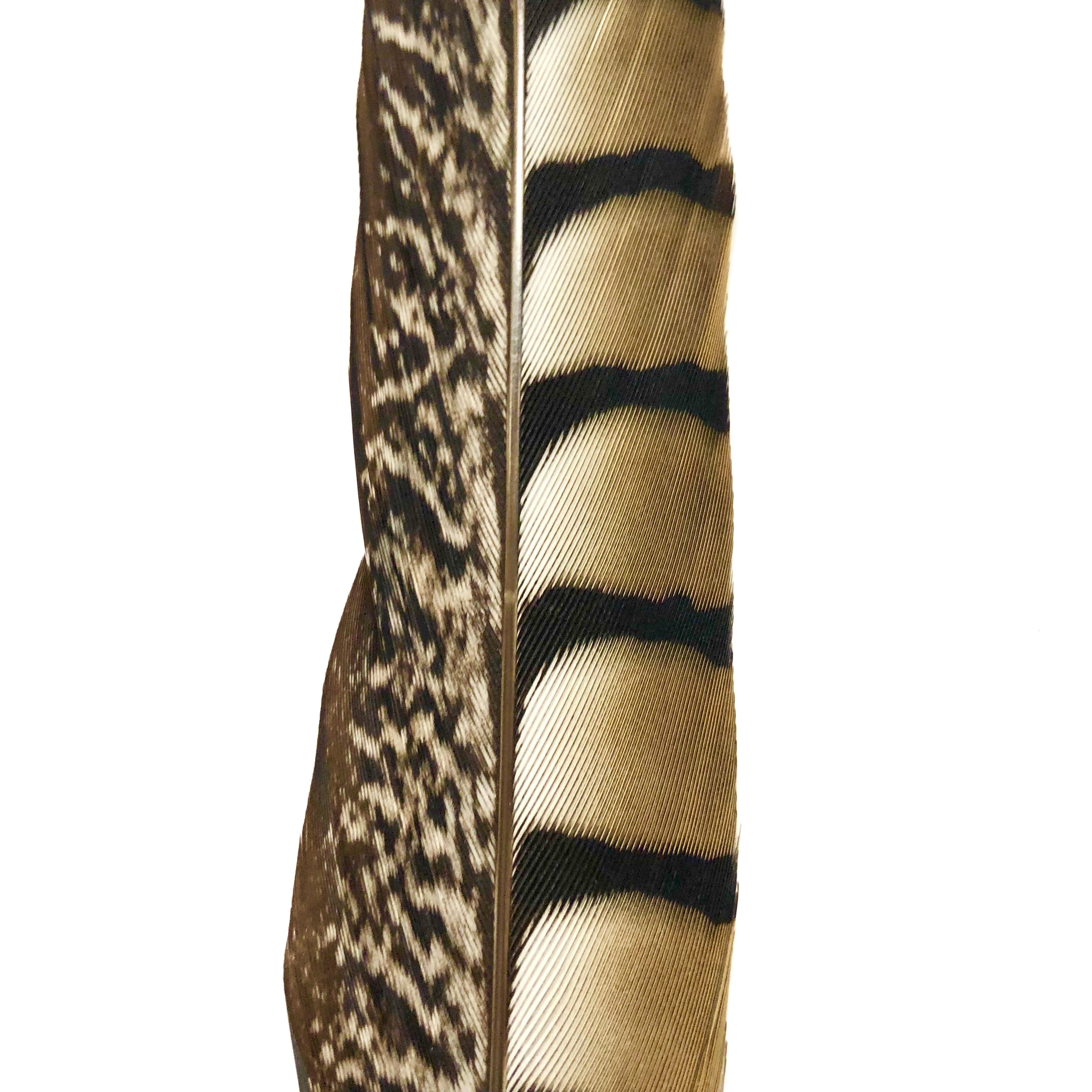 10" to 20" Lady Amherst Pheasant Side Tail Feather - Natural