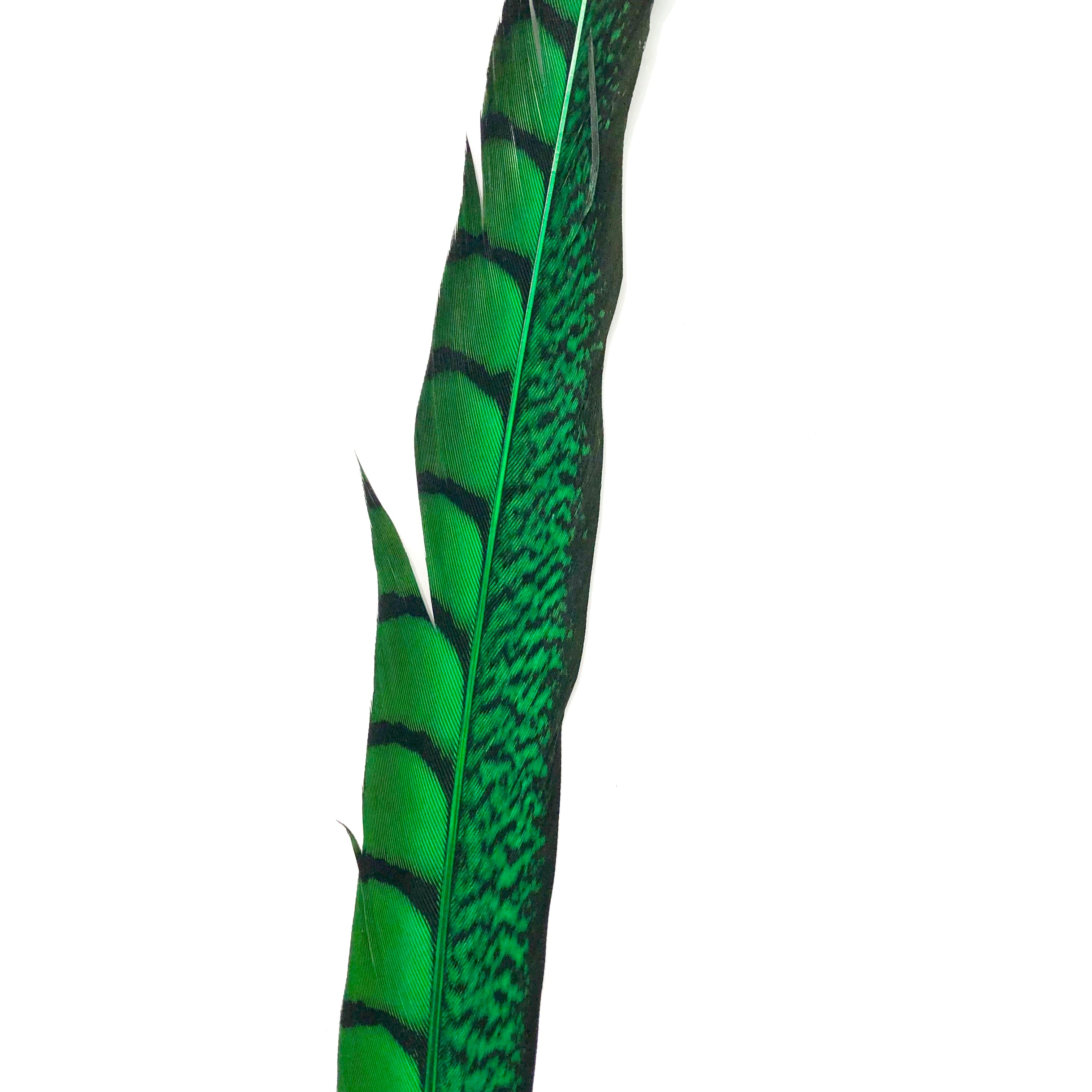 10" to 20" Lady Amherst Pheasant Side Tail Feather - Green ((SECONDS))