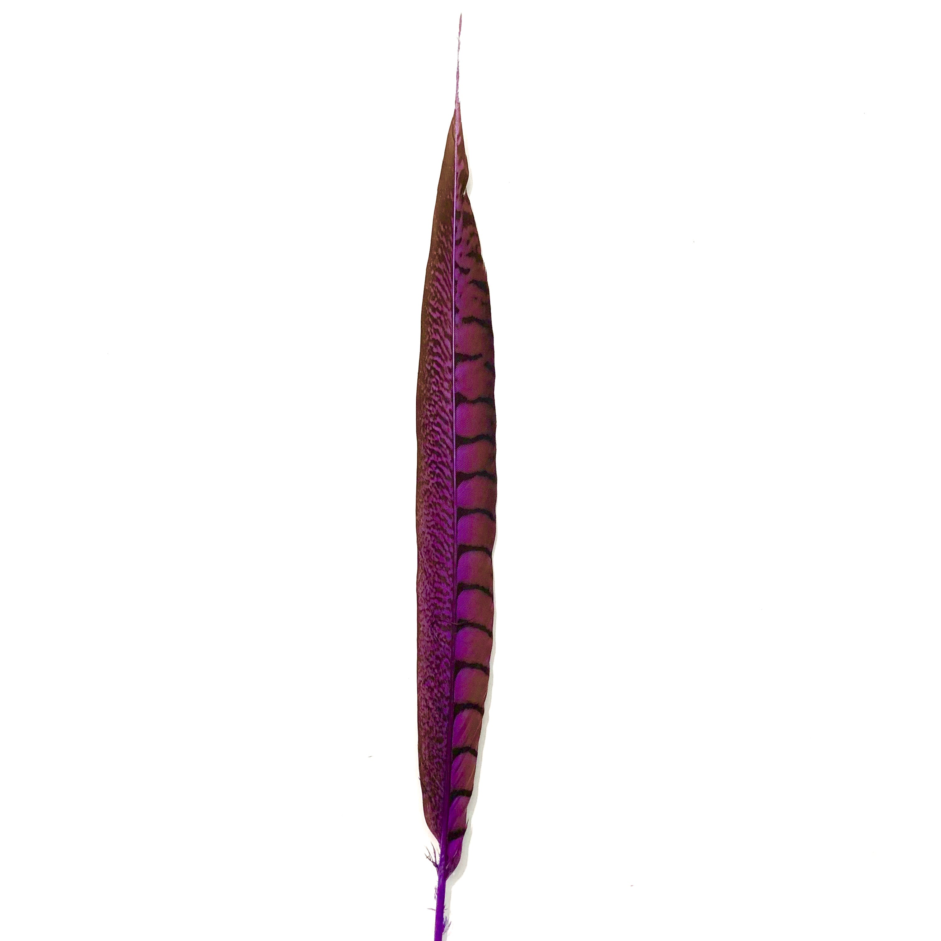 20" to 30" Lady Amherst Pheasant Side Tail Feather - Purple ((SECONDS))