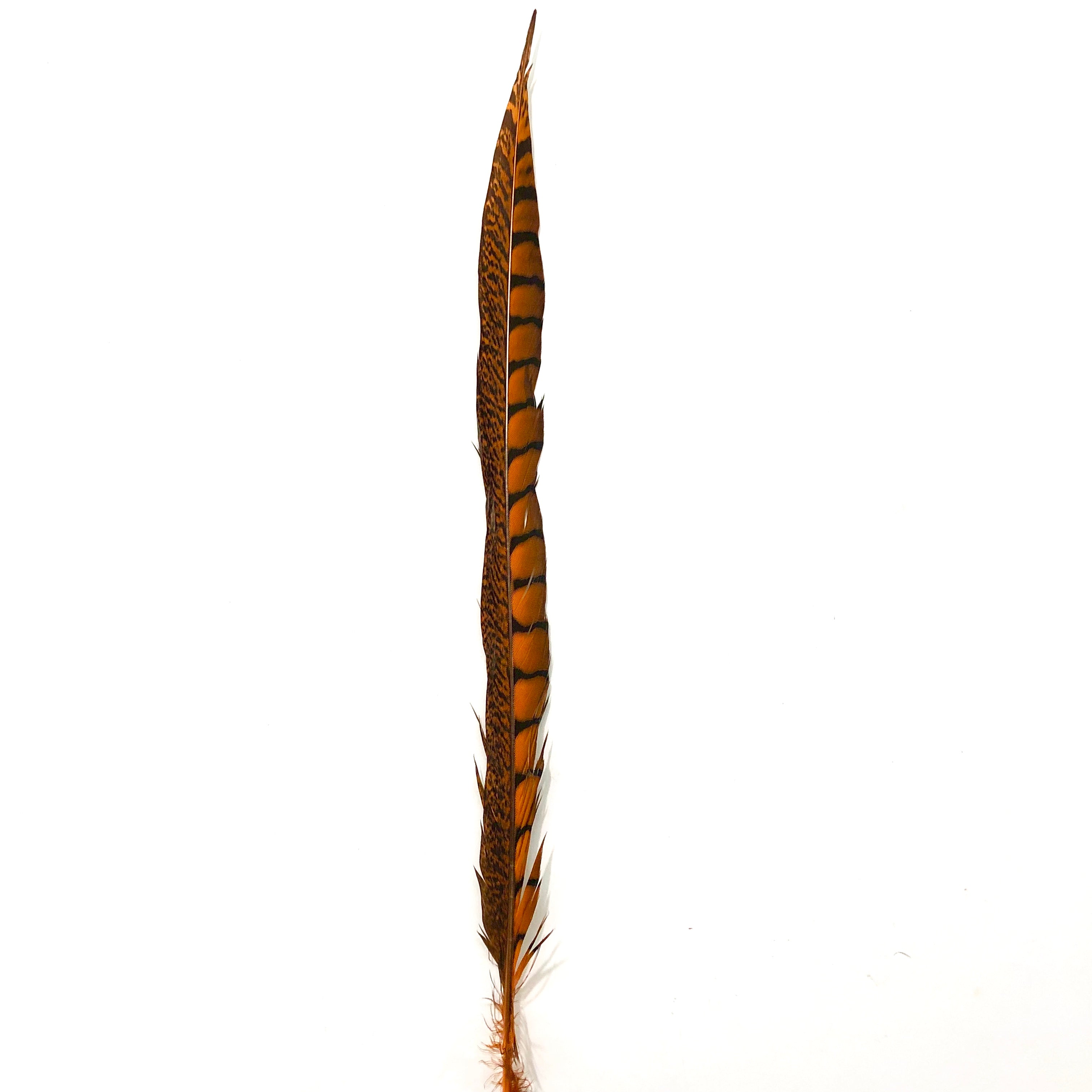 20" to 30" Lady Amherst Pheasant Side Tail Feather - Orange ((SECONDS))