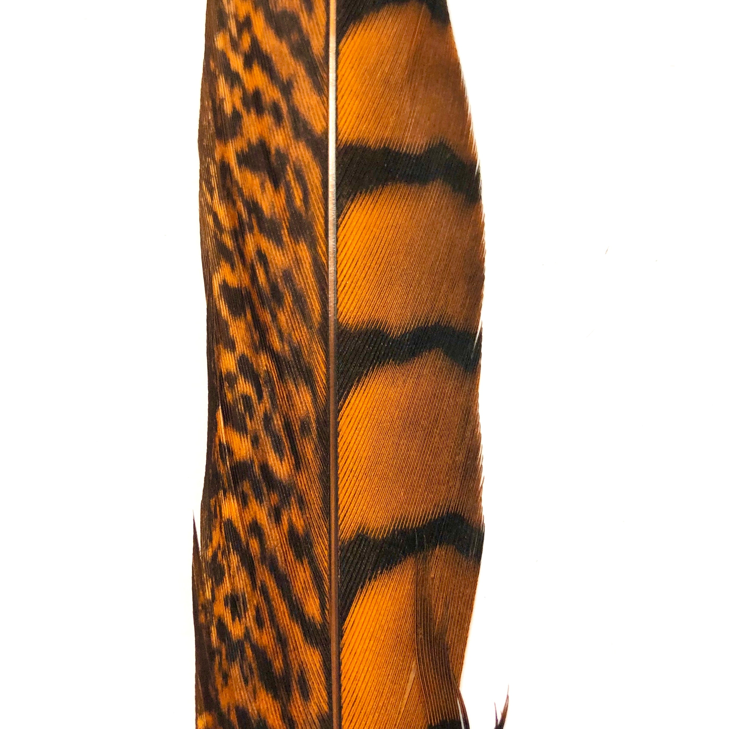 20" to 30" Lady Amherst Pheasant Side Tail Feather - Orange ((SECONDS))