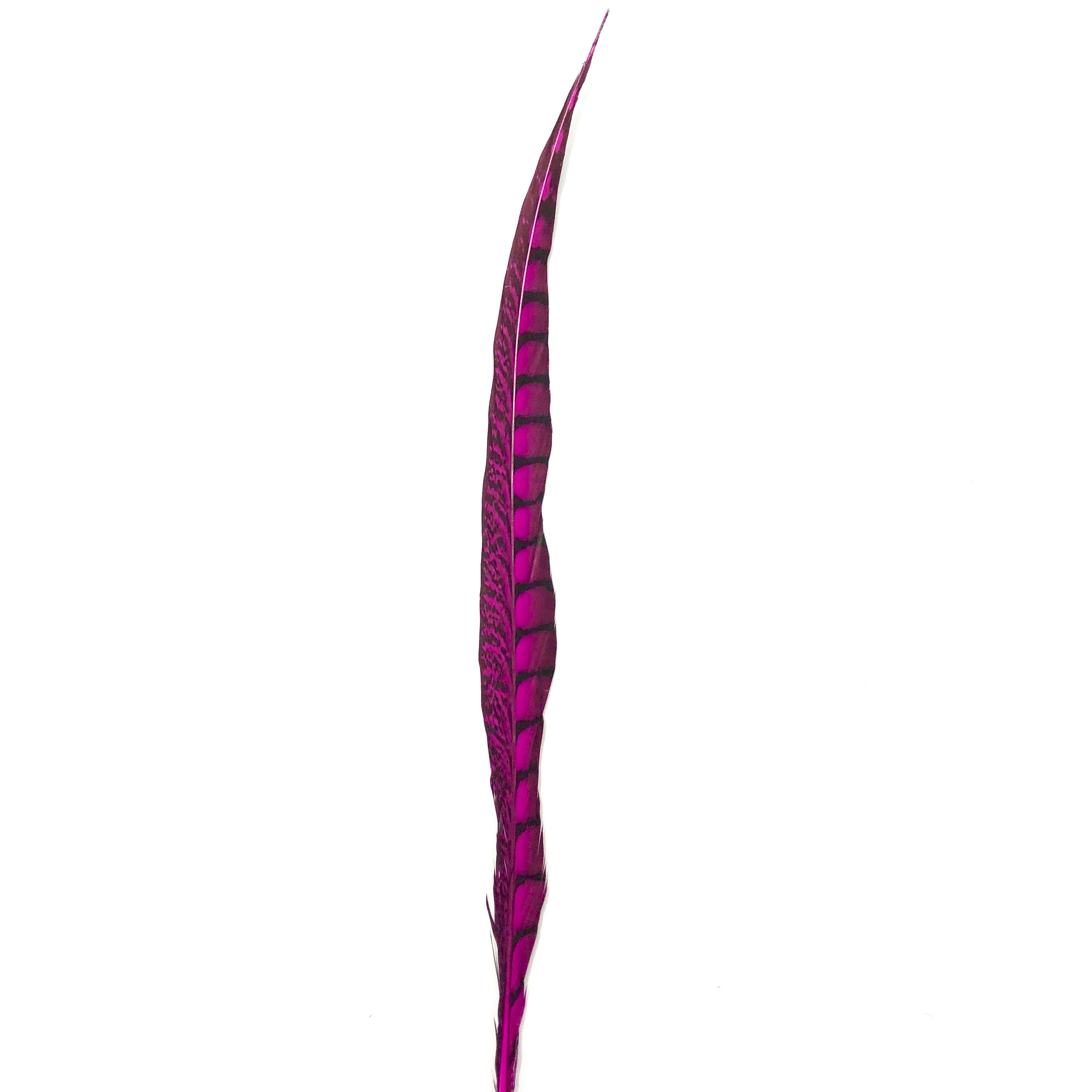 20" to 30" Lady Amherst Pheasant Side Tail Feather - Cerise ((SECONDS))