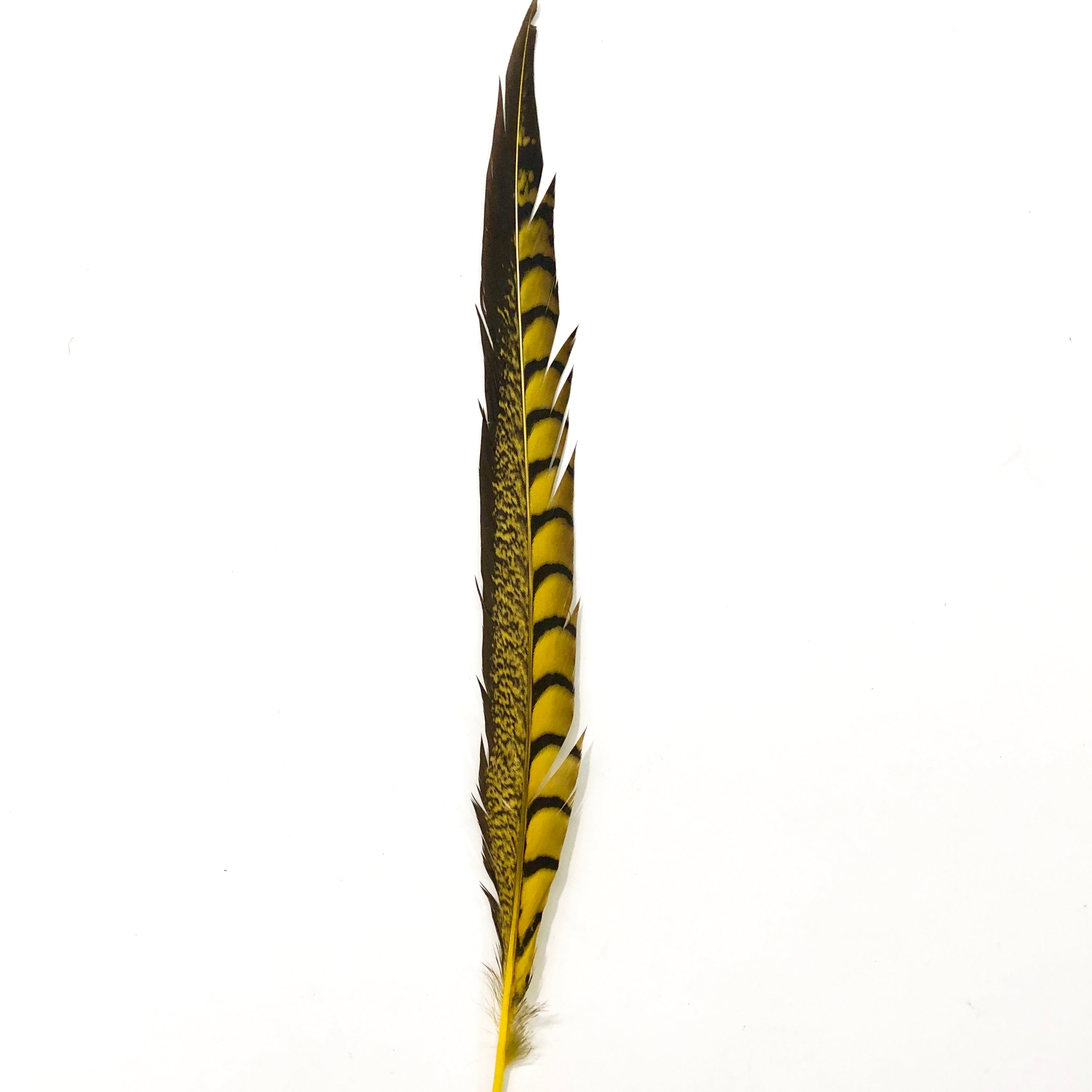 20" to 30" Lady Amherst Pheasant Side Tail Feather - Yellow ((SECONDS))