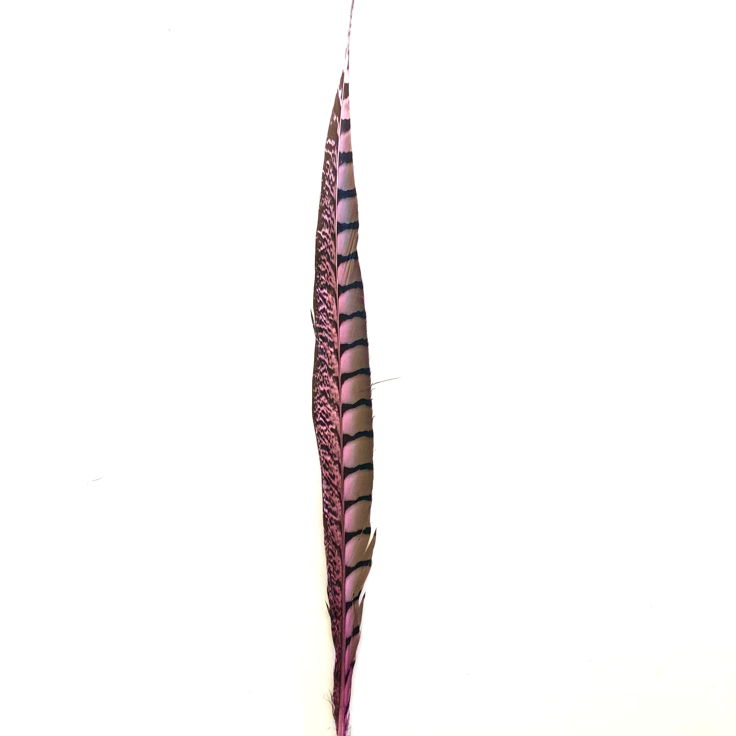 10" to 20" Lady Amherst Pheasant Side Tail Feather - Pink ((SECONDS))