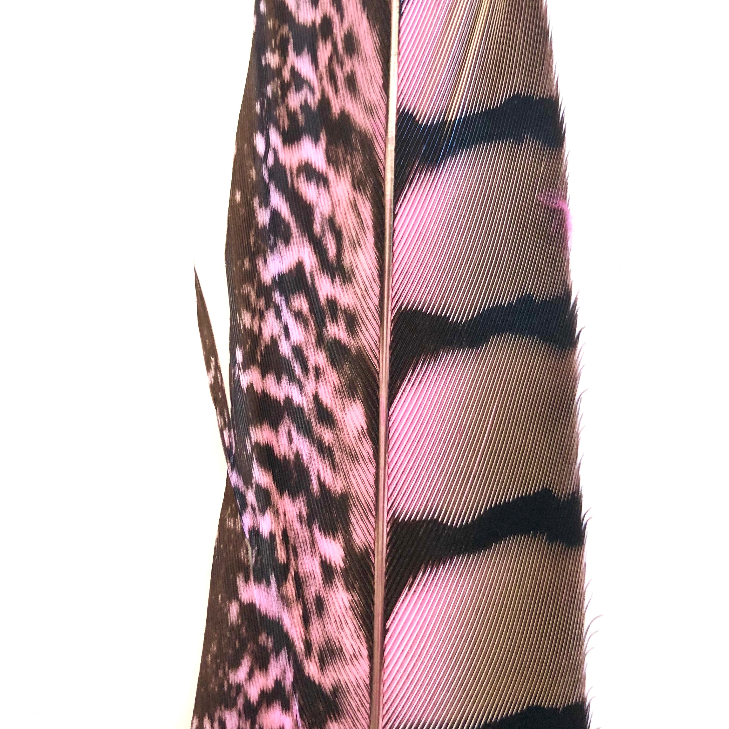 10" to 20" Lady Amherst Pheasant Side Tail Feather - Pink ((SECONDS))