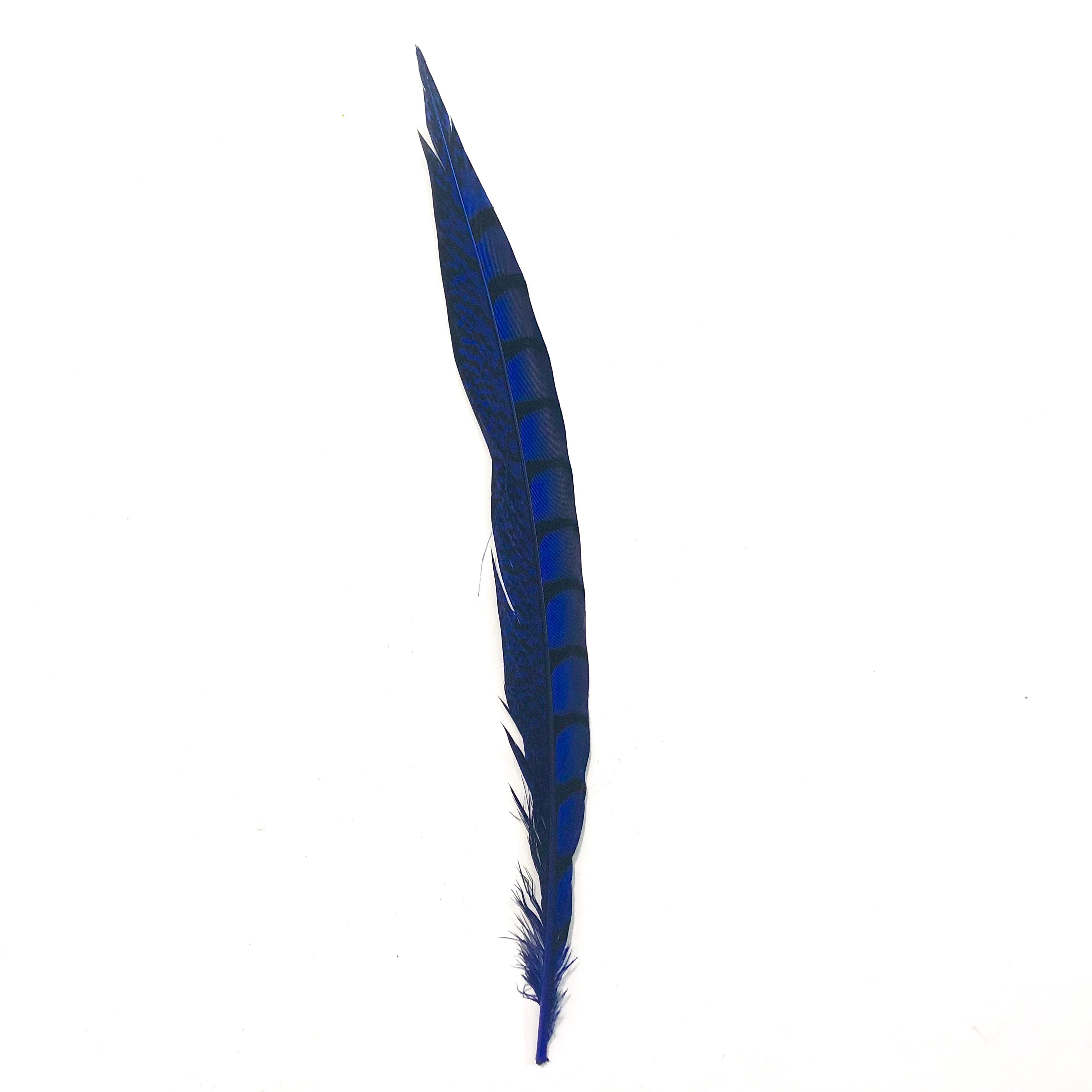 5" to 10" Lady Amherst Pheasant Side Tail Feather x 10 pcs - Royal