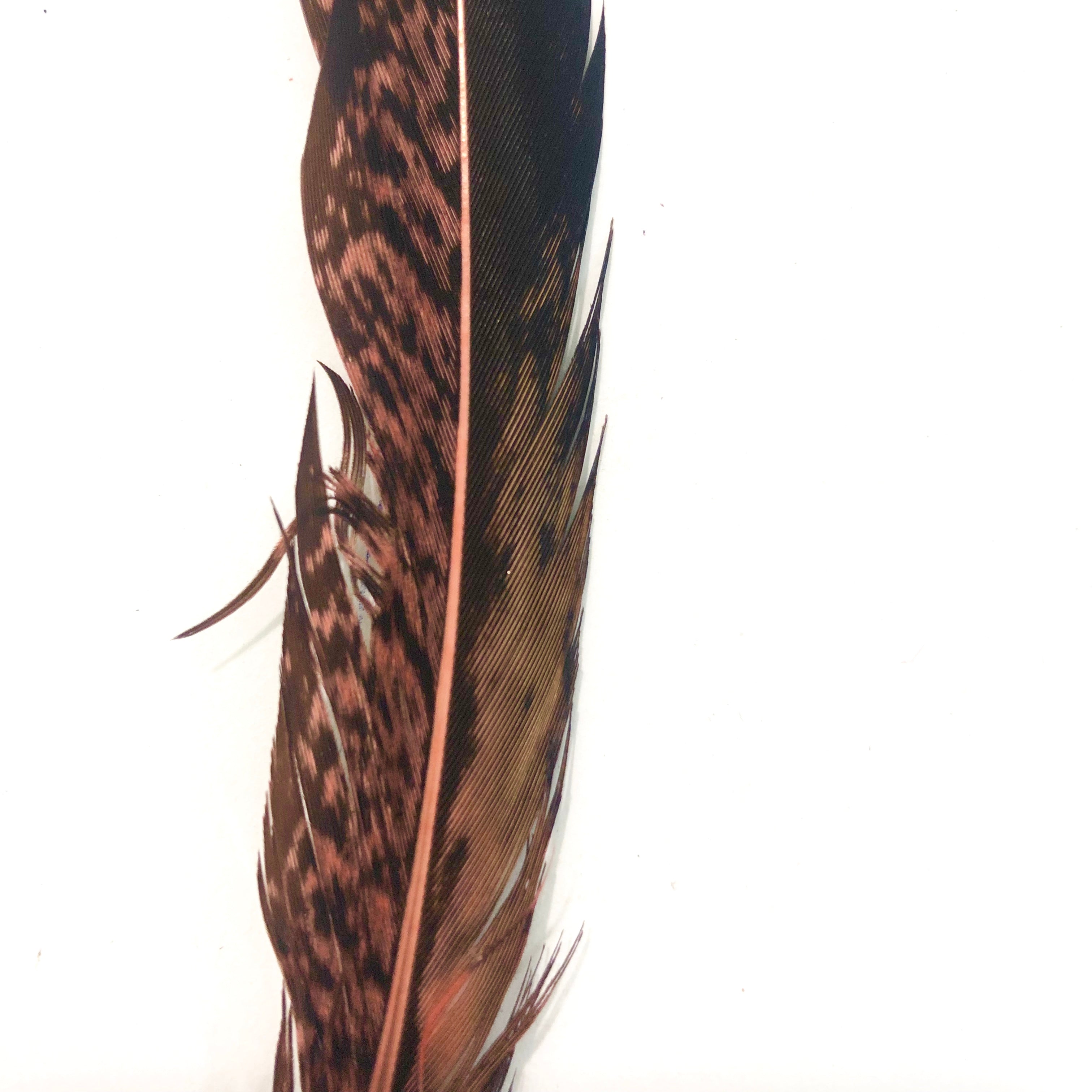 5" to 10" Lady Amherst Pheasant Side Tail Feather x 10 pcs - Dusty Pink