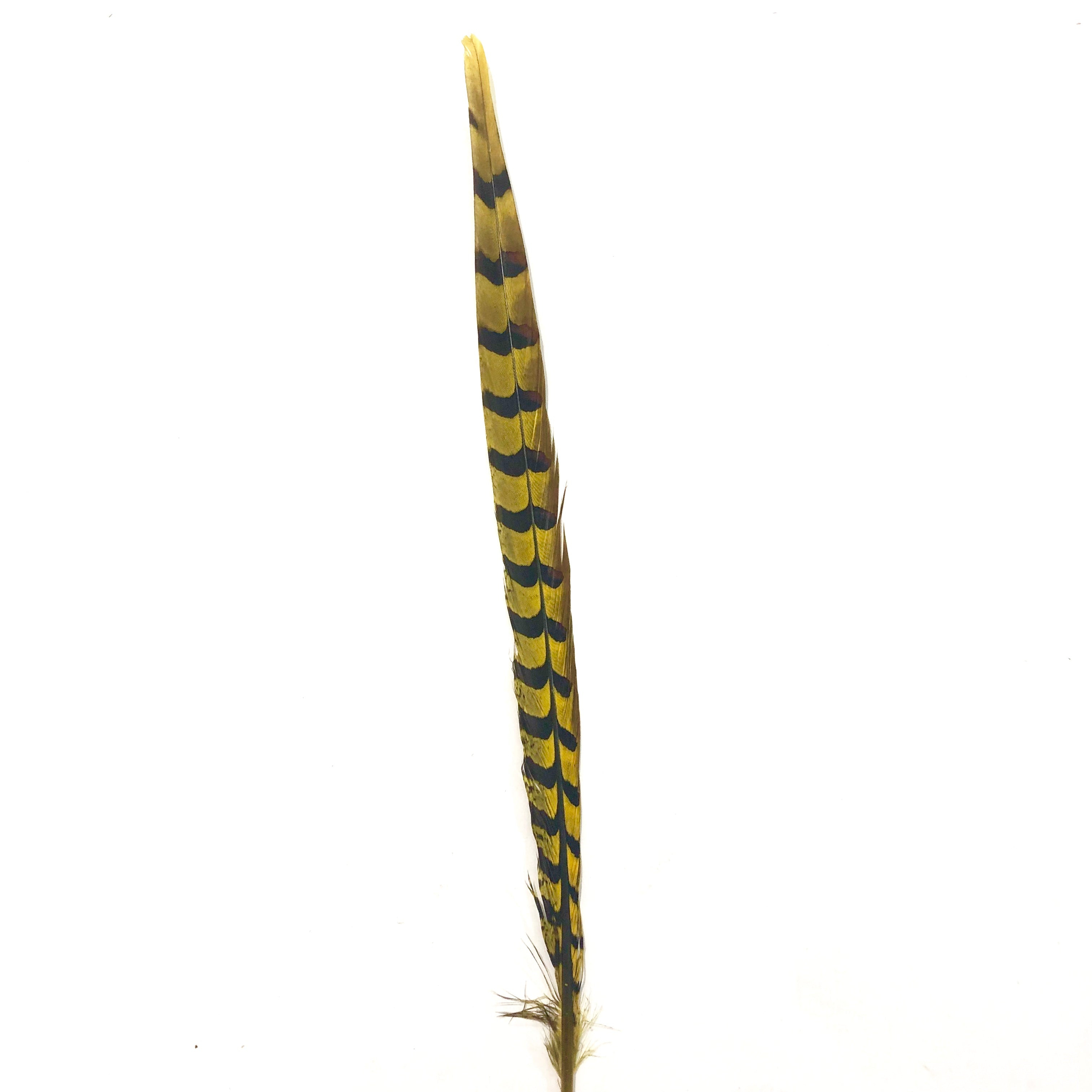 18" to 20" Reeves Pheasant Tail Feather - Yellow ((SECONDS))