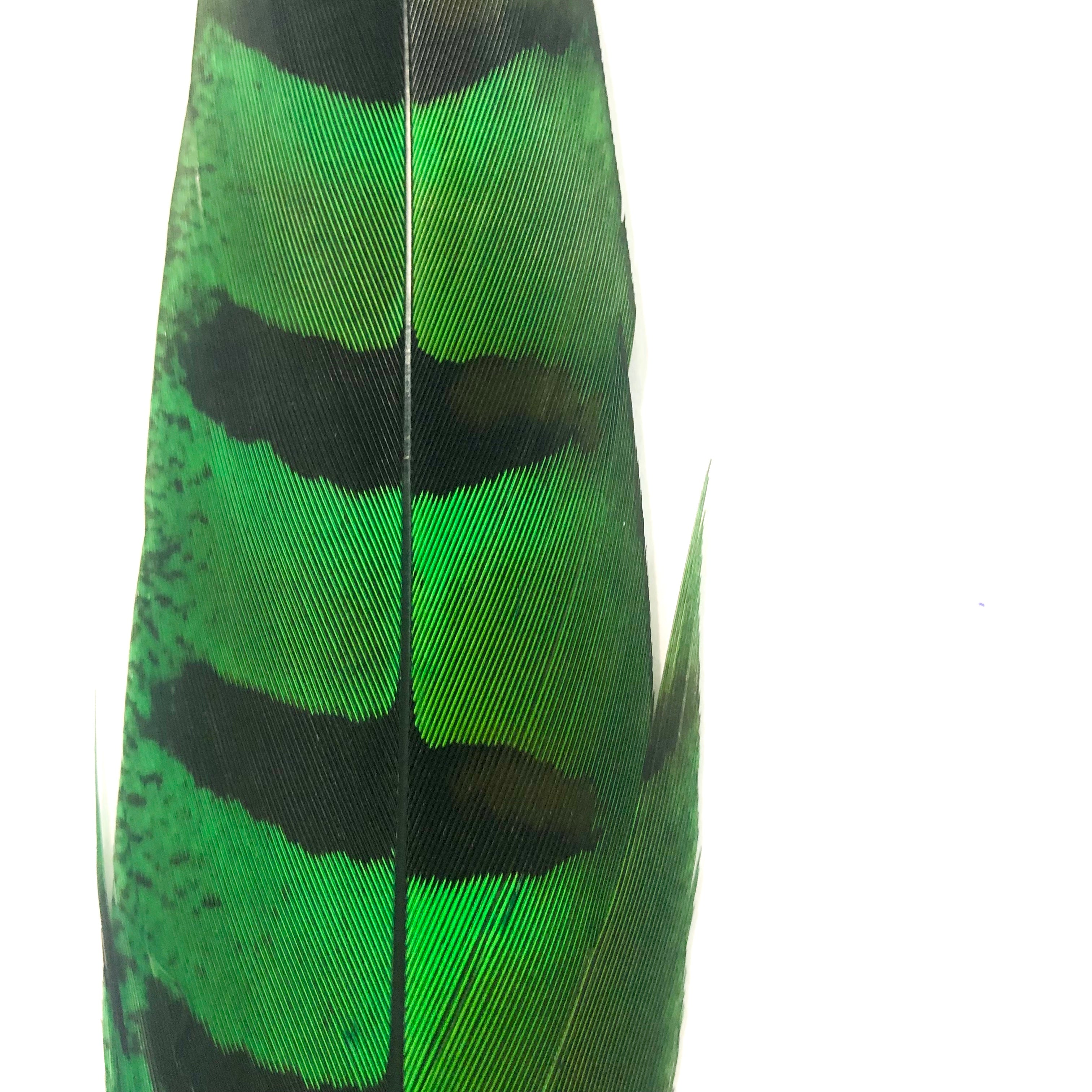 18" to 20" Reeves Pheasant Tail Feather - Green ((SECONDS))