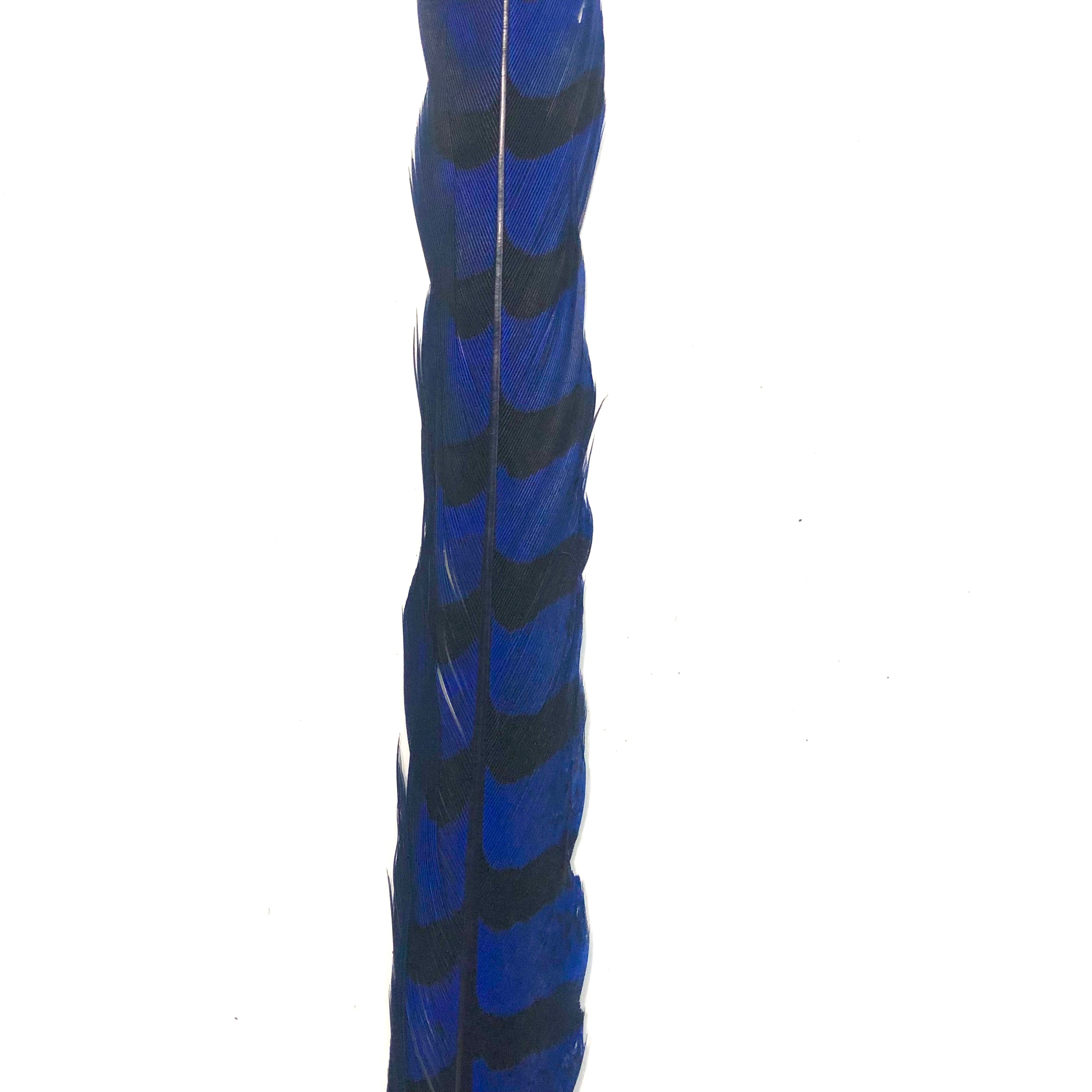 30" to 32" Reeves Pheasant Tail Feather - Royal Blue ((SECONDS))