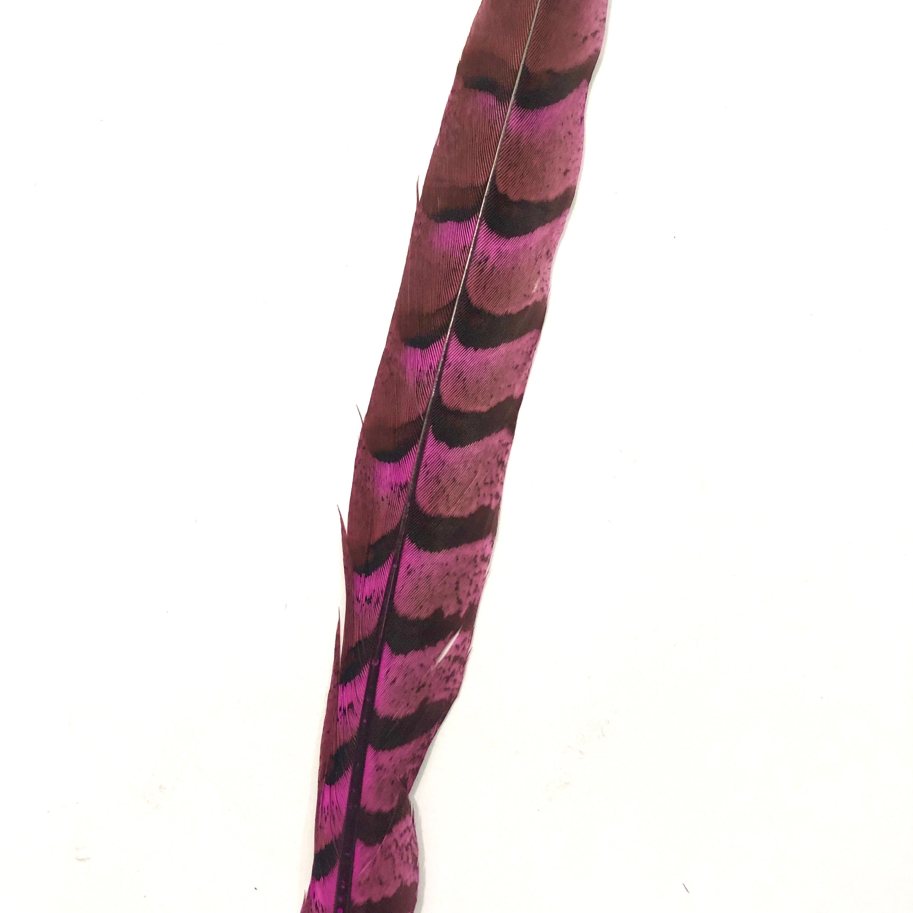 12" to 14" Reeves Pheasant Tail Feather - Hot Pink ((SECONDS))