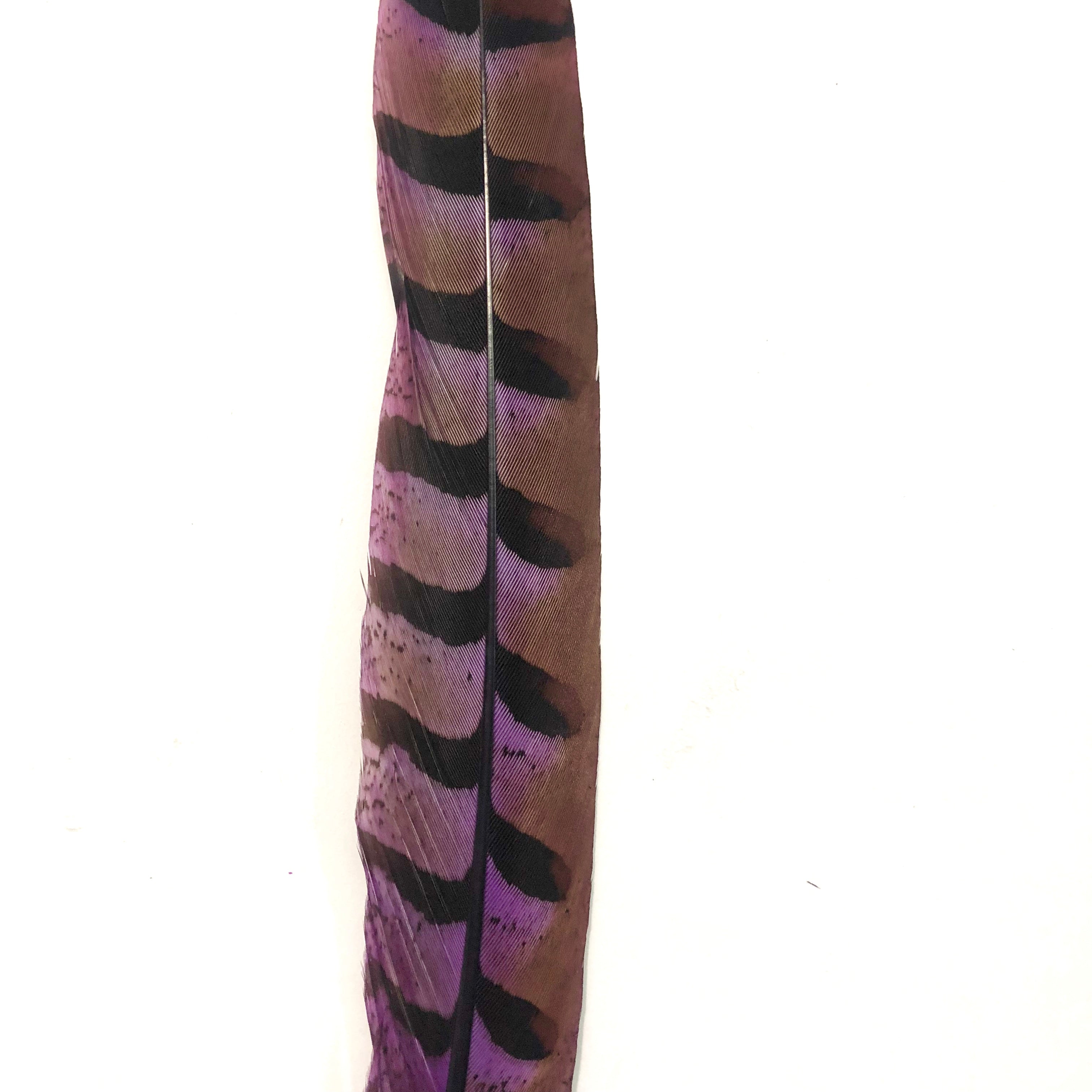 12" to 14" Reeves Pheasant Tail Feather - Purple ((SECONDS))