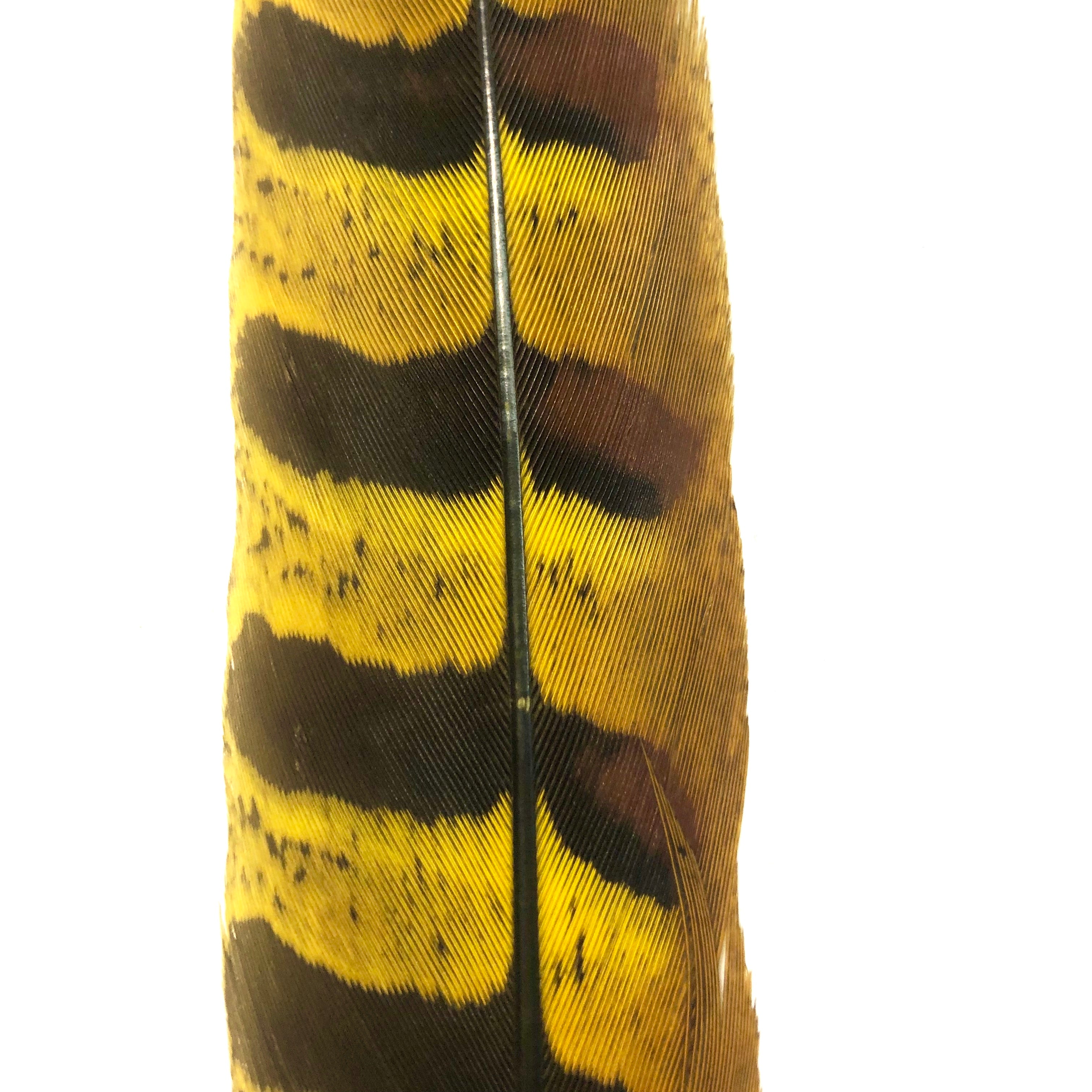 12" to 14" Reeves Pheasant Tail Feather - Yellow ((SECONDS))