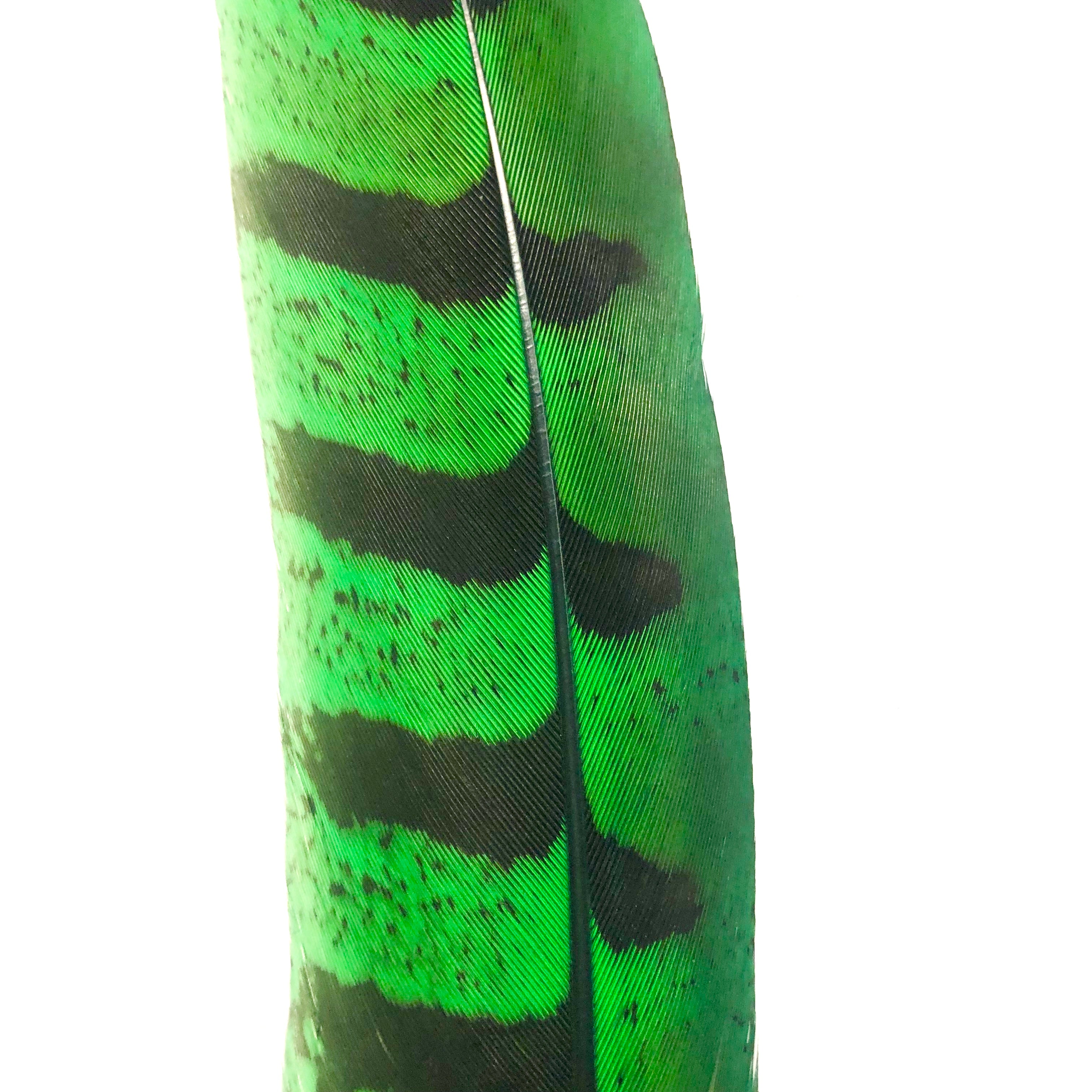12" to 14" Reeves Pheasant Tail Feather - Green