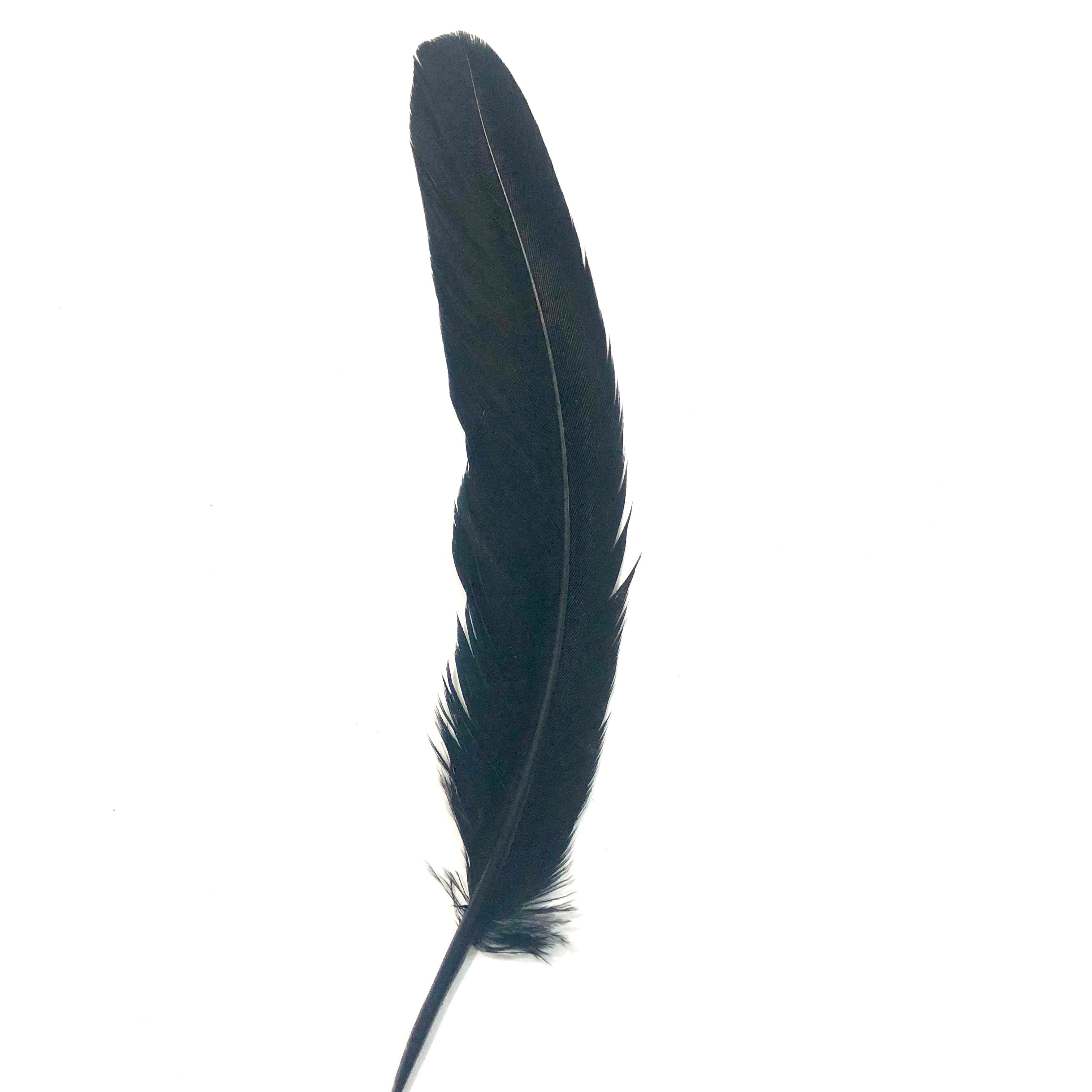 Under 6" Reeves Pheasant Tail Feather x 10 pcs - Black